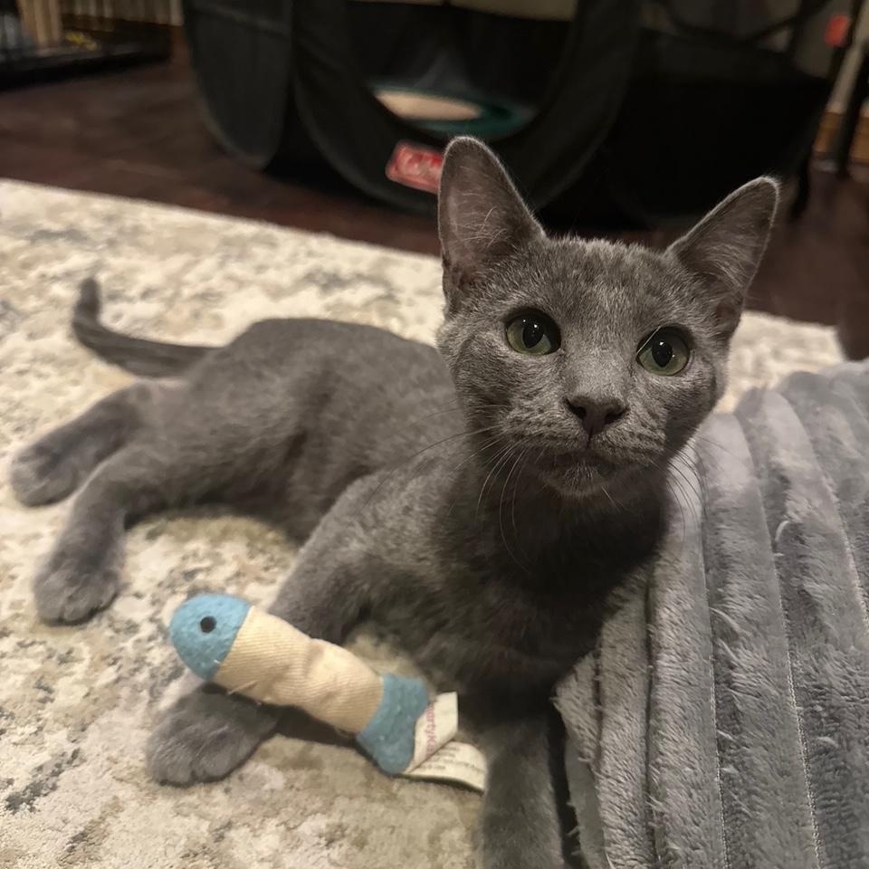 Auburn, an adopted mixed breed in Albuquerque, NM image 6/6