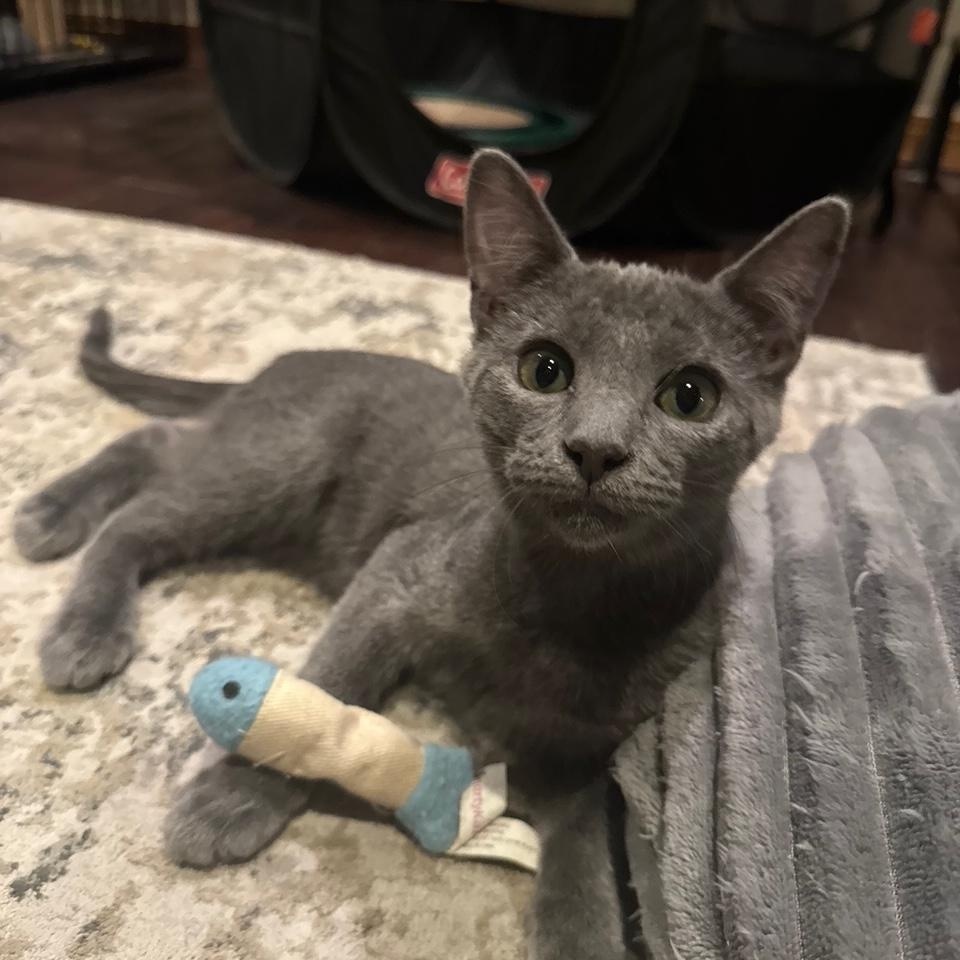 Auburn, an adopted mixed breed in Albuquerque, NM image 1/6