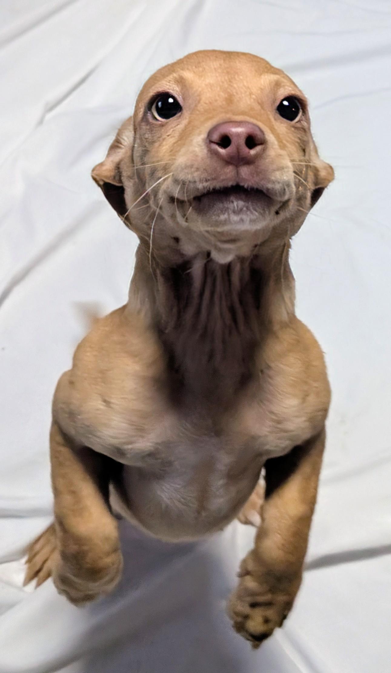sarabi, a ADOPTABLE mixed breed in Saint David, AZ image 1/2
