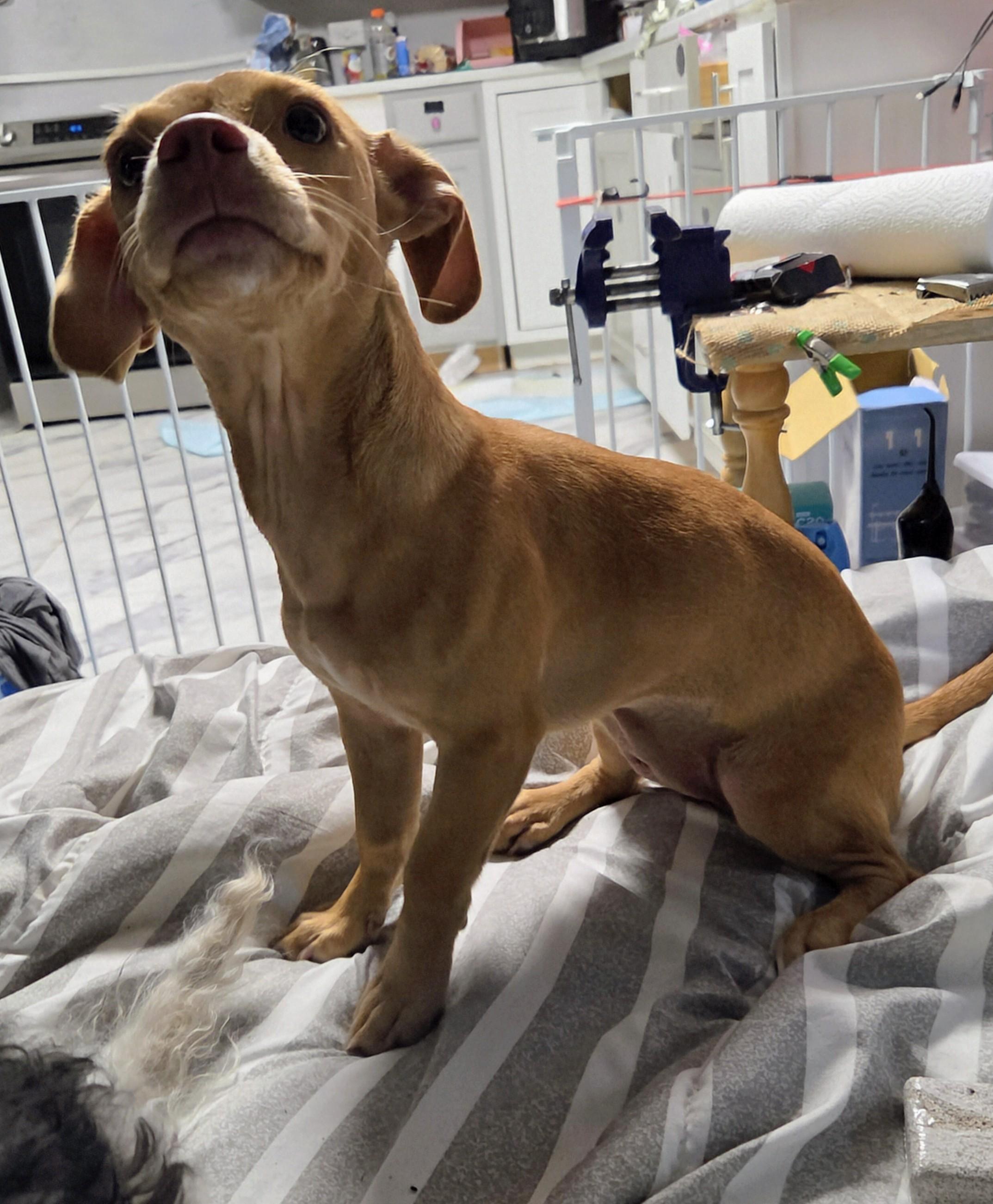 Enlarge sarabi, a ADOPTABLE mixed breed in Saint David, AZ image 3/6