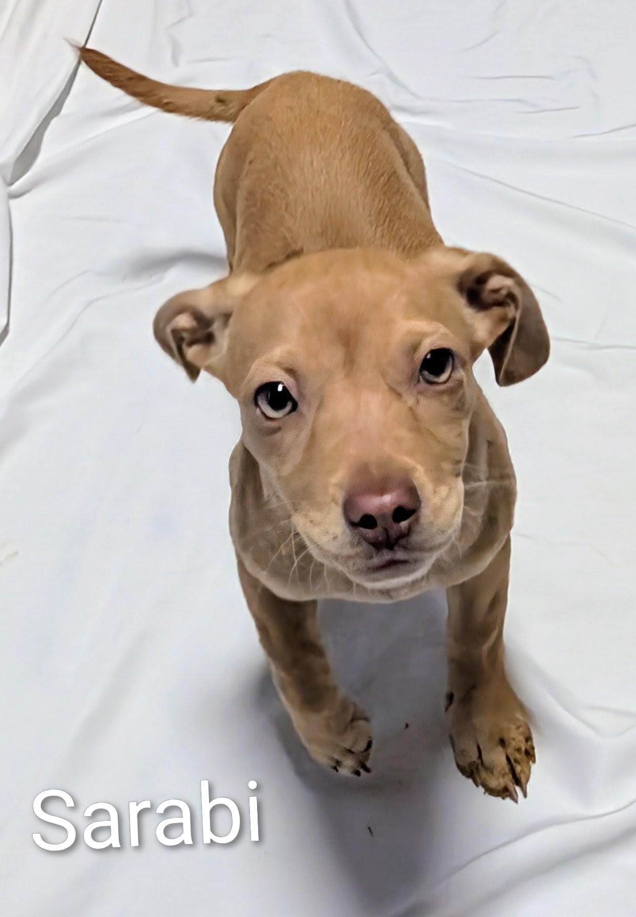 sarabi, ADOPTABLE, Young Female Dachshund.
