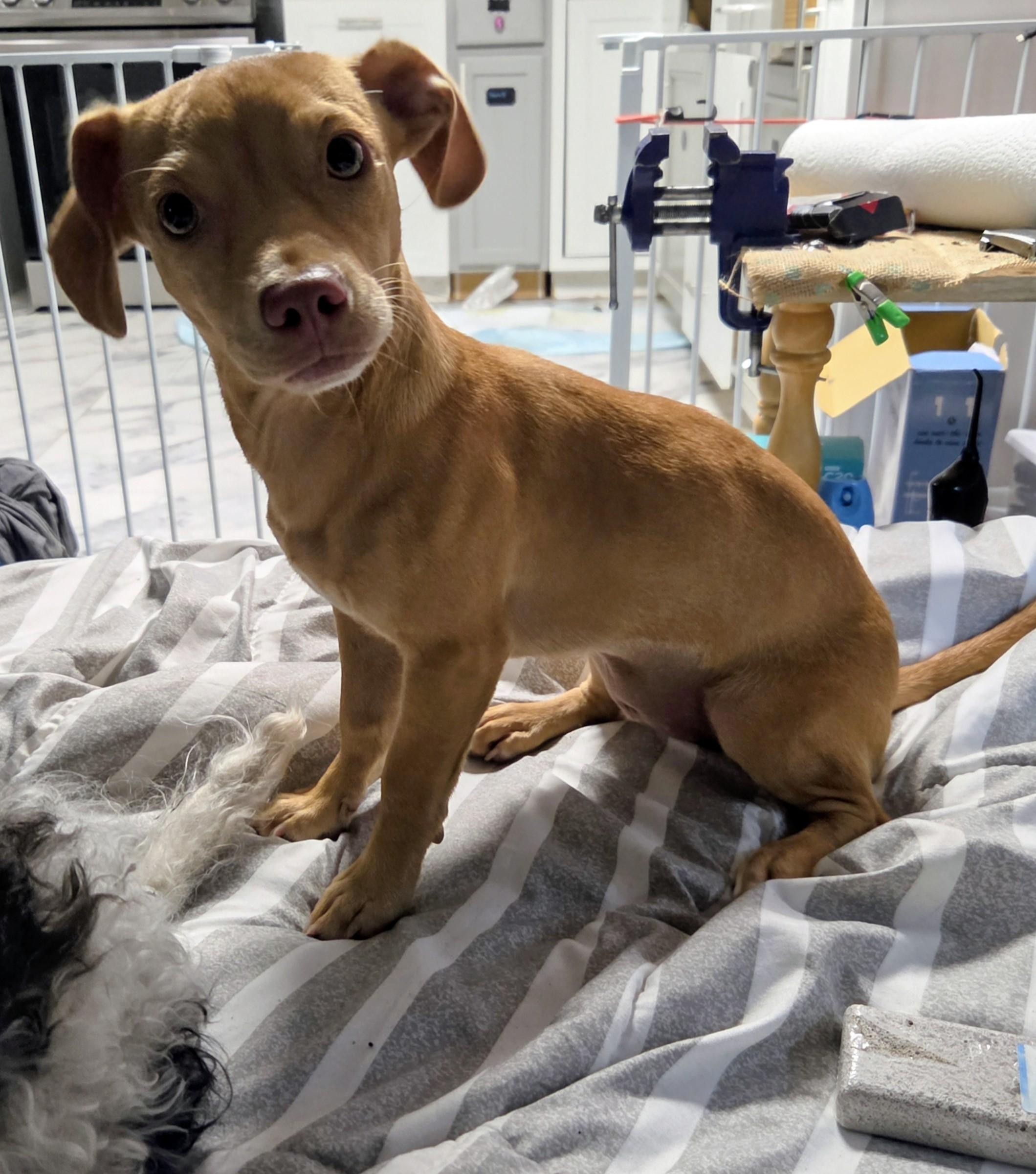 Enlarge sarabi, a ADOPTABLE mixed breed in Saint David, AZ image 5/6