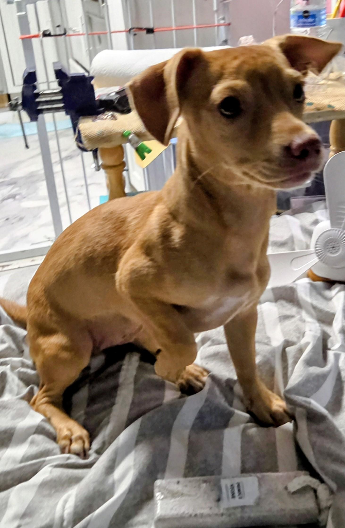 Enlarge sarabi, a ADOPTABLE mixed breed in Saint David, AZ image 6/6