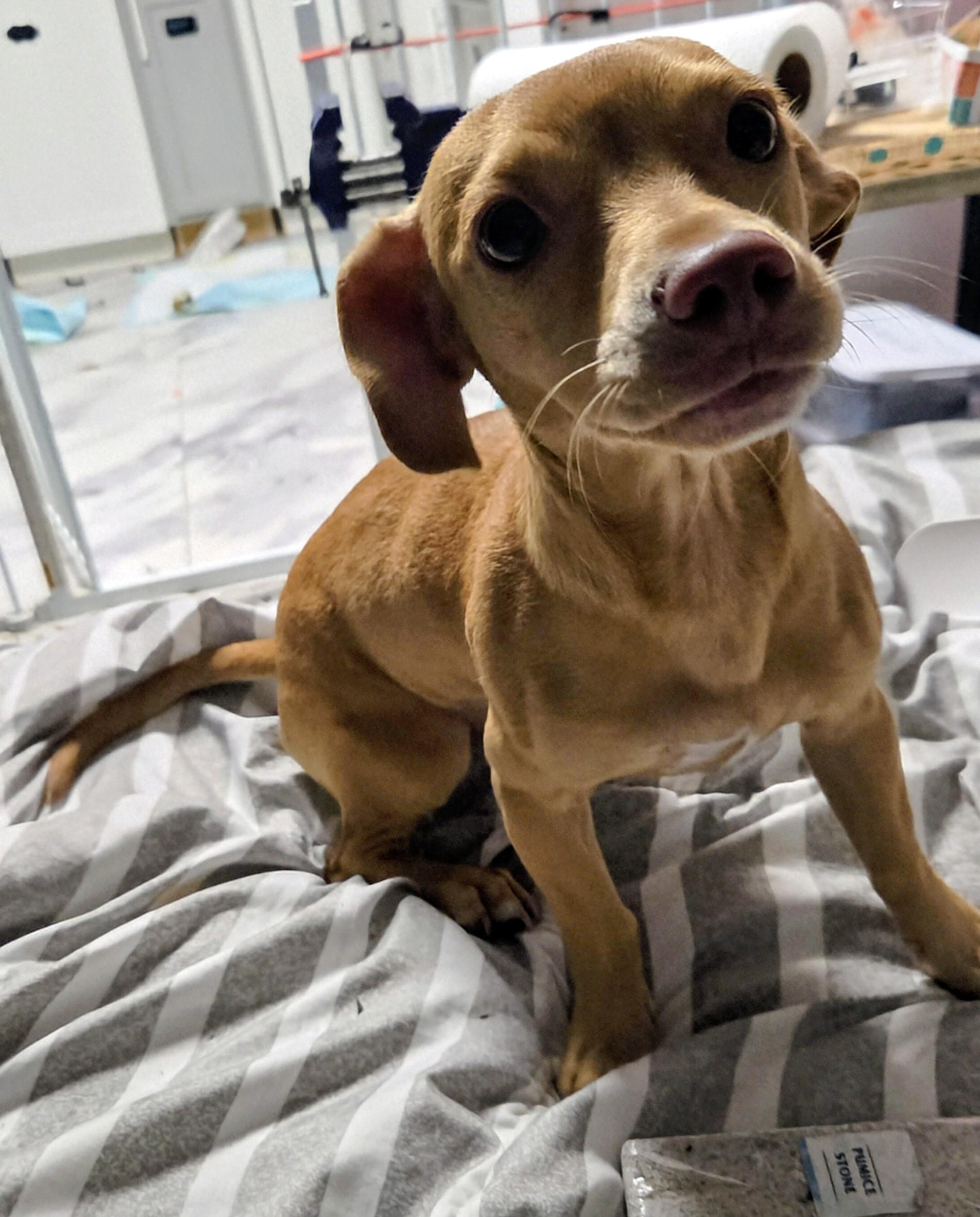 Enlarge sarabi, a ADOPTABLE mixed breed in Saint David, AZ image 4/6