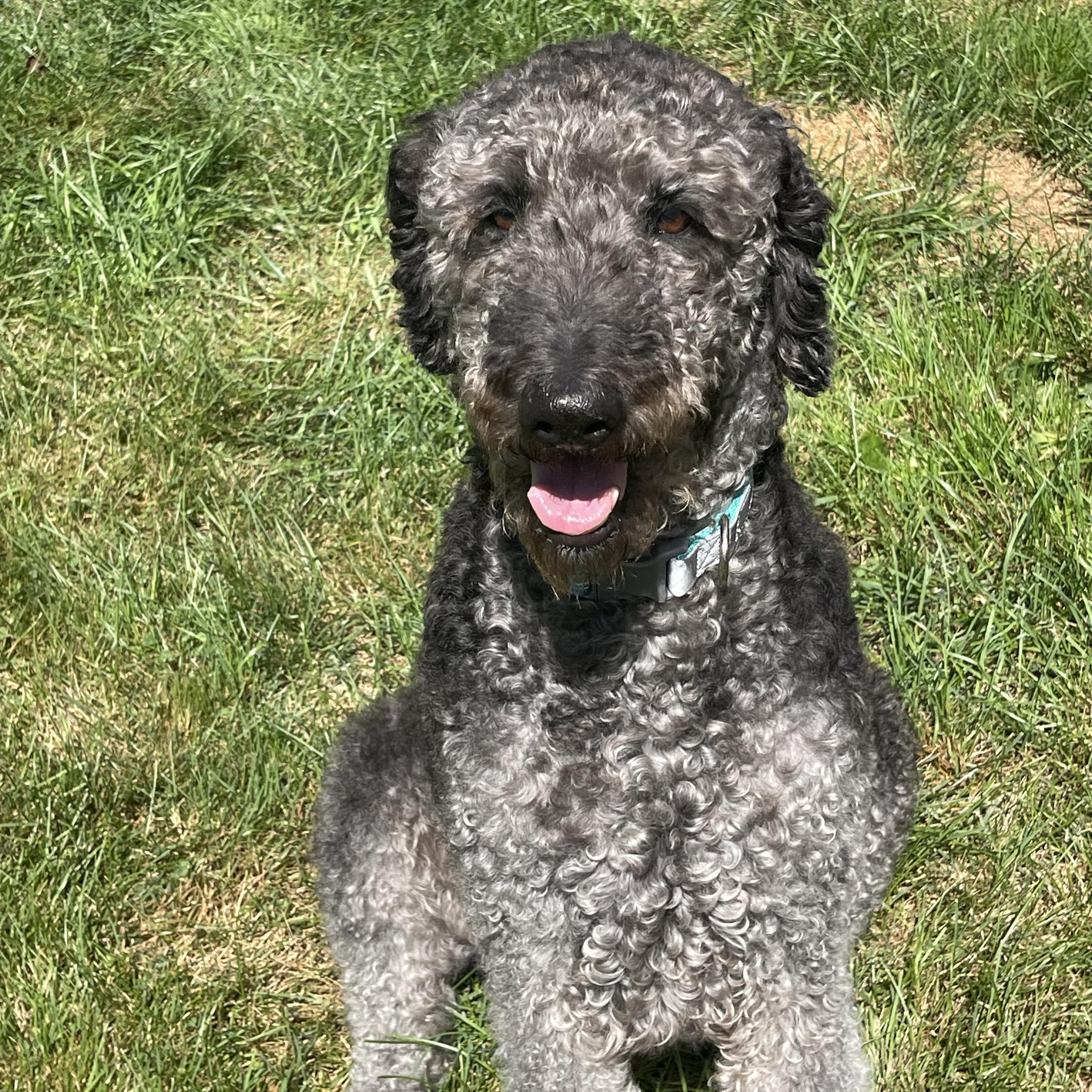 Enlarge WALLY-MAINE, a Adoptable Labradoodle in Kennebunk, ME image 3/6