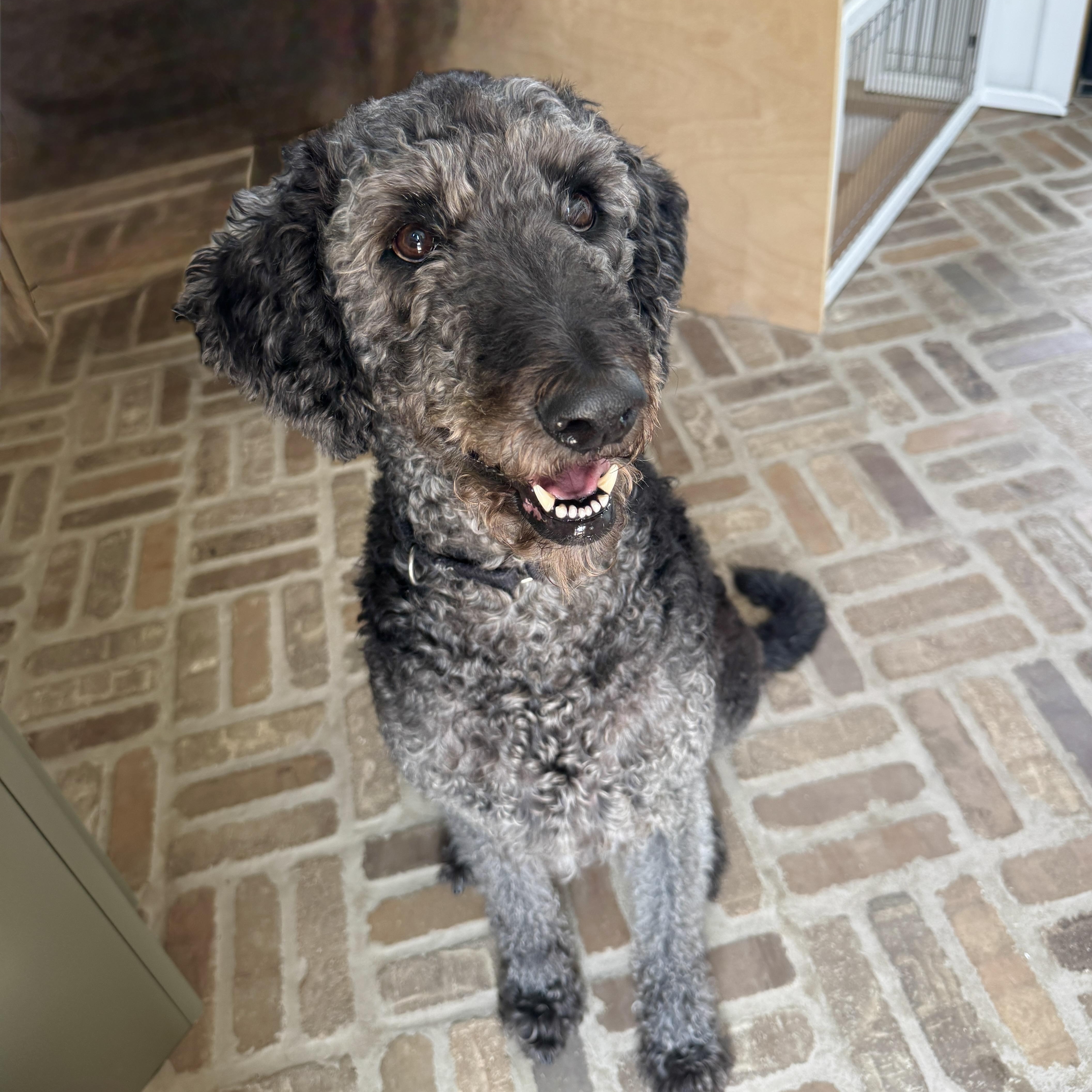WALLY-MAINE, Adoptable, Adult Male Labradoodle.