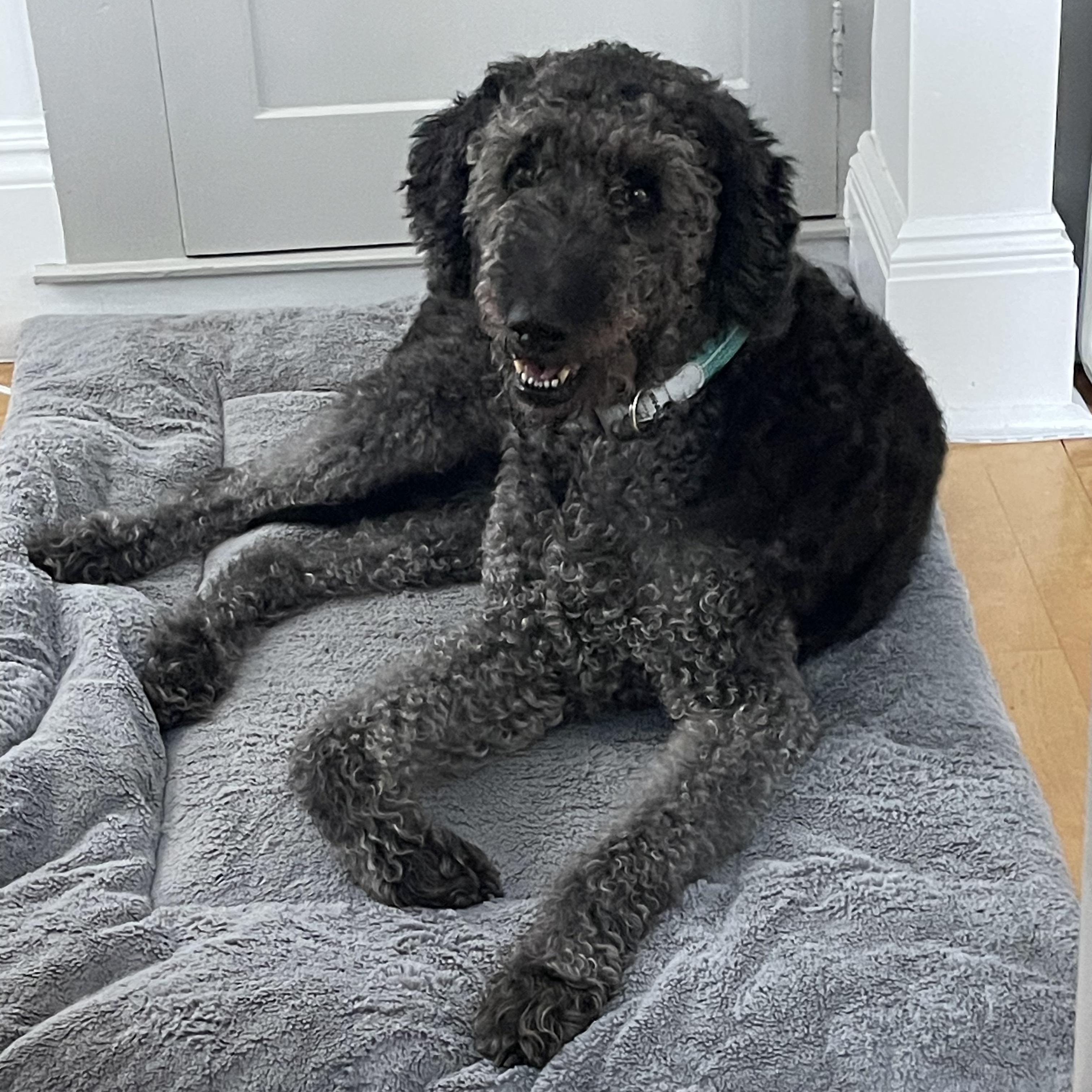 Enlarge WALLY-MAINE, a Adoptable Labradoodle in Kennebunk, ME image 2/6