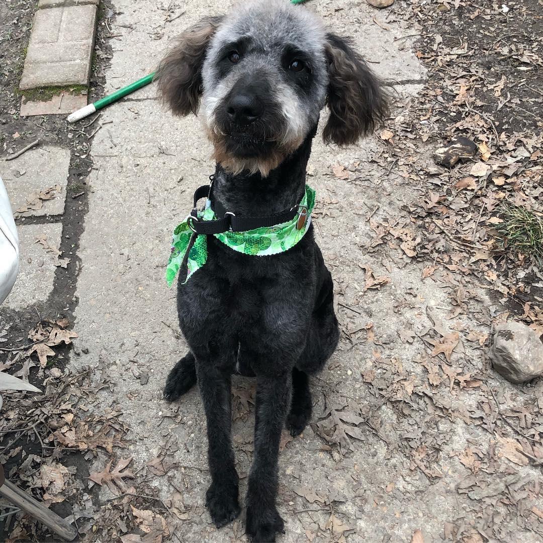 Enlarge WALLY-MAINE, a Adoptable Labradoodle in Kennebunk, ME image 4/6