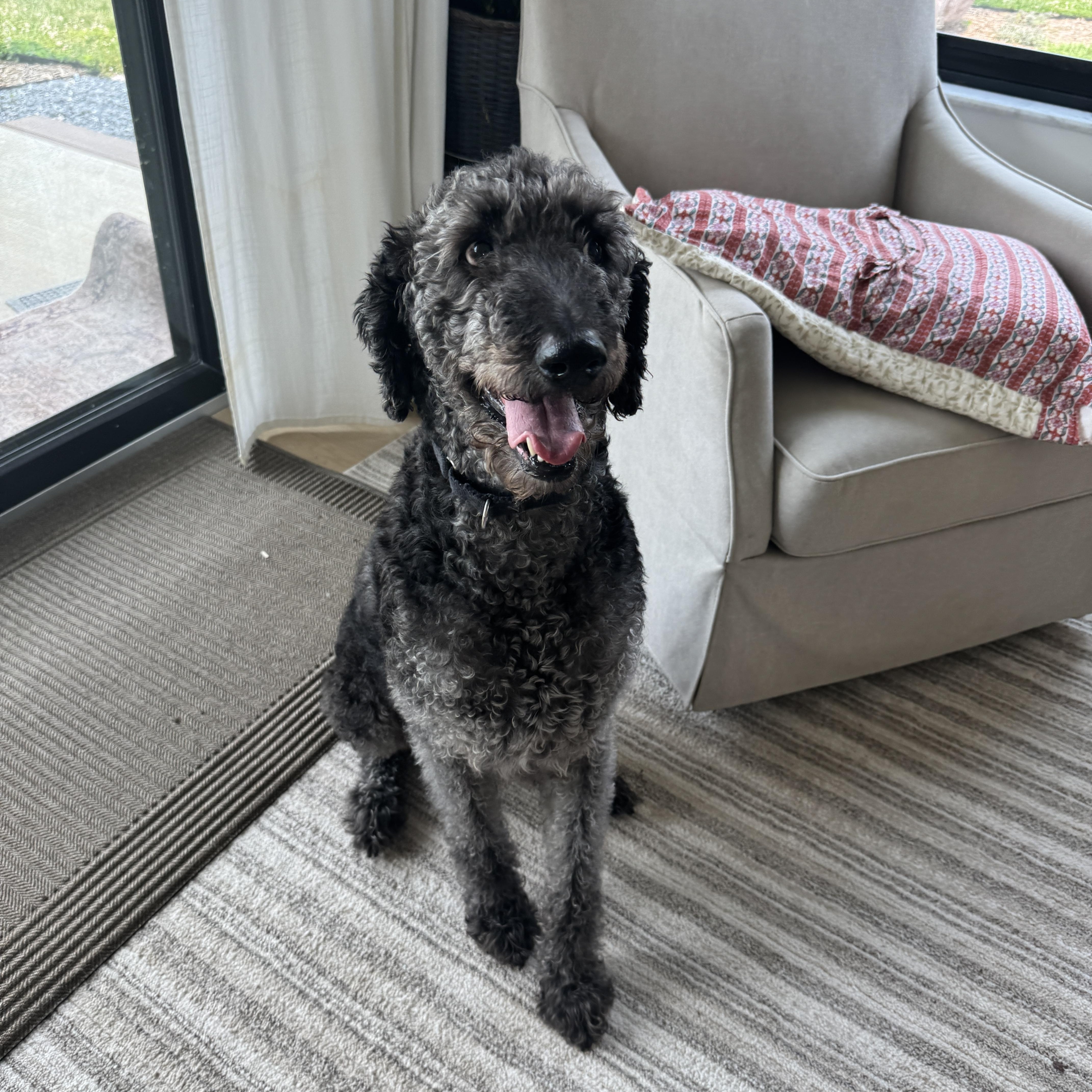 Enlarge WALLY-MAINE, a Adoptable Labradoodle in Kennebunk, ME image 5/6