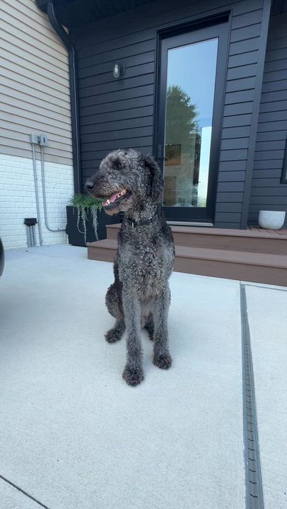 Enlarge WALLY-MAINE, a Adoptable Labradoodle in Kennebunk, ME video 6/6