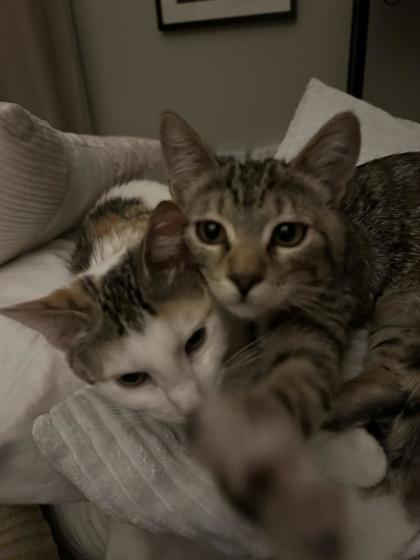 Tabby 51396, ADOPTABLE, Kitten Female Domestic Short Hair.