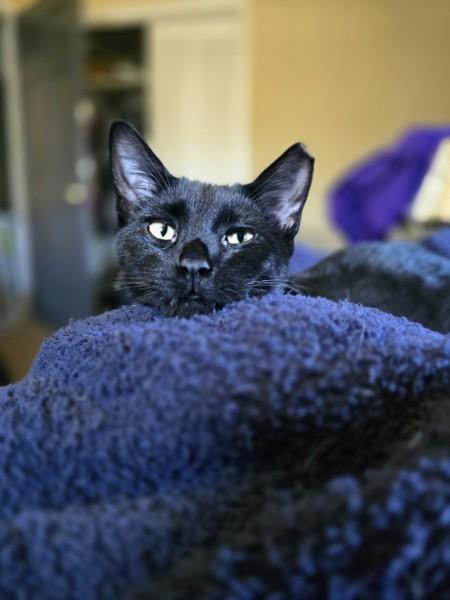 Ringo photo 3