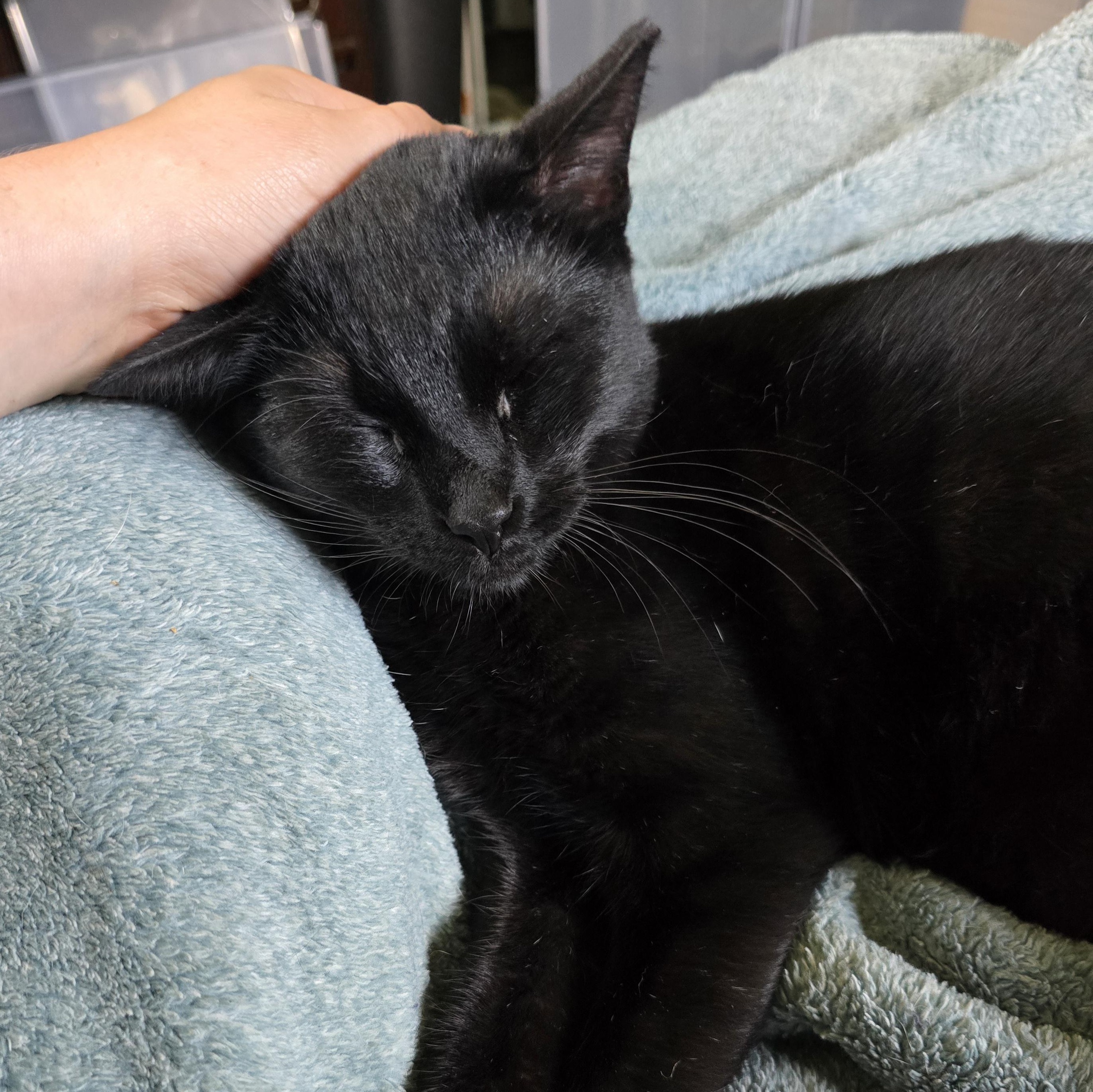 Ringo, Young Male Domestic Short Hair