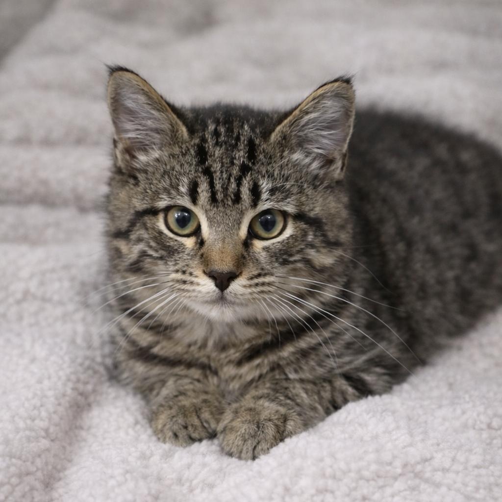 STARLIGHT, adopted, Kitten Female Domestic Short Hair.
