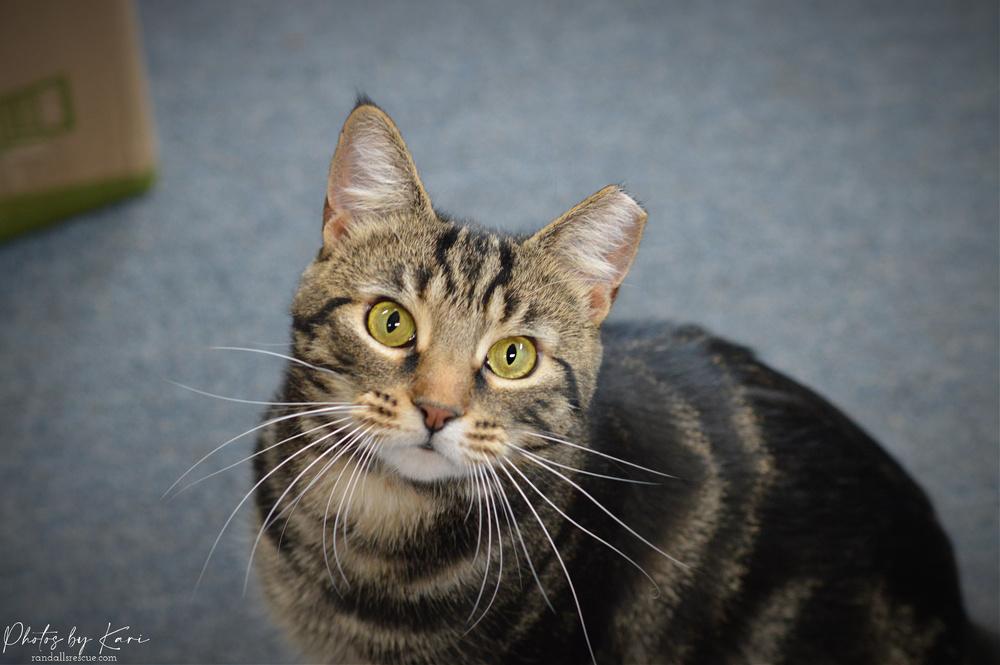 Micah Snow Angel, Adoptable, Adult Male Domestic Short Hair.