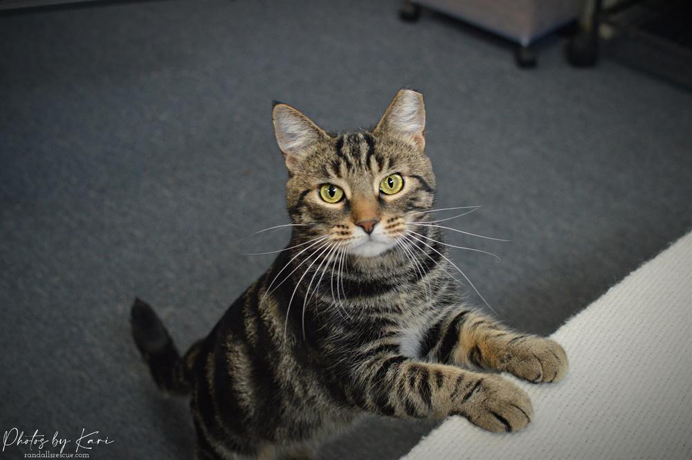 Enlarge Micah Snow Angel, a Adoptable Domestic Short Hair in Mount Laurel, NJ image 3/6