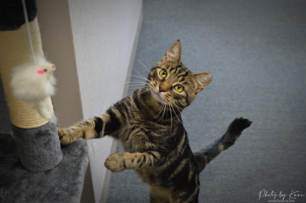 Micah Snow Angel, Adoptable, Adult Male Domestic Short Hair.