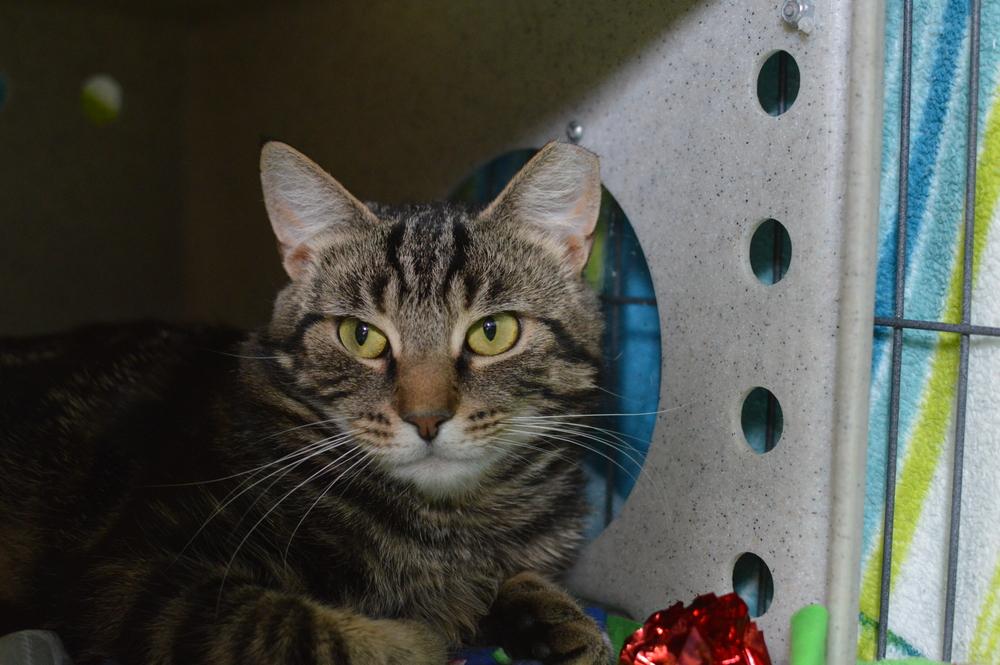 Enlarge Micah Snow Angel, a Adoptable Domestic Short Hair in Mount Laurel, NJ image 5/6