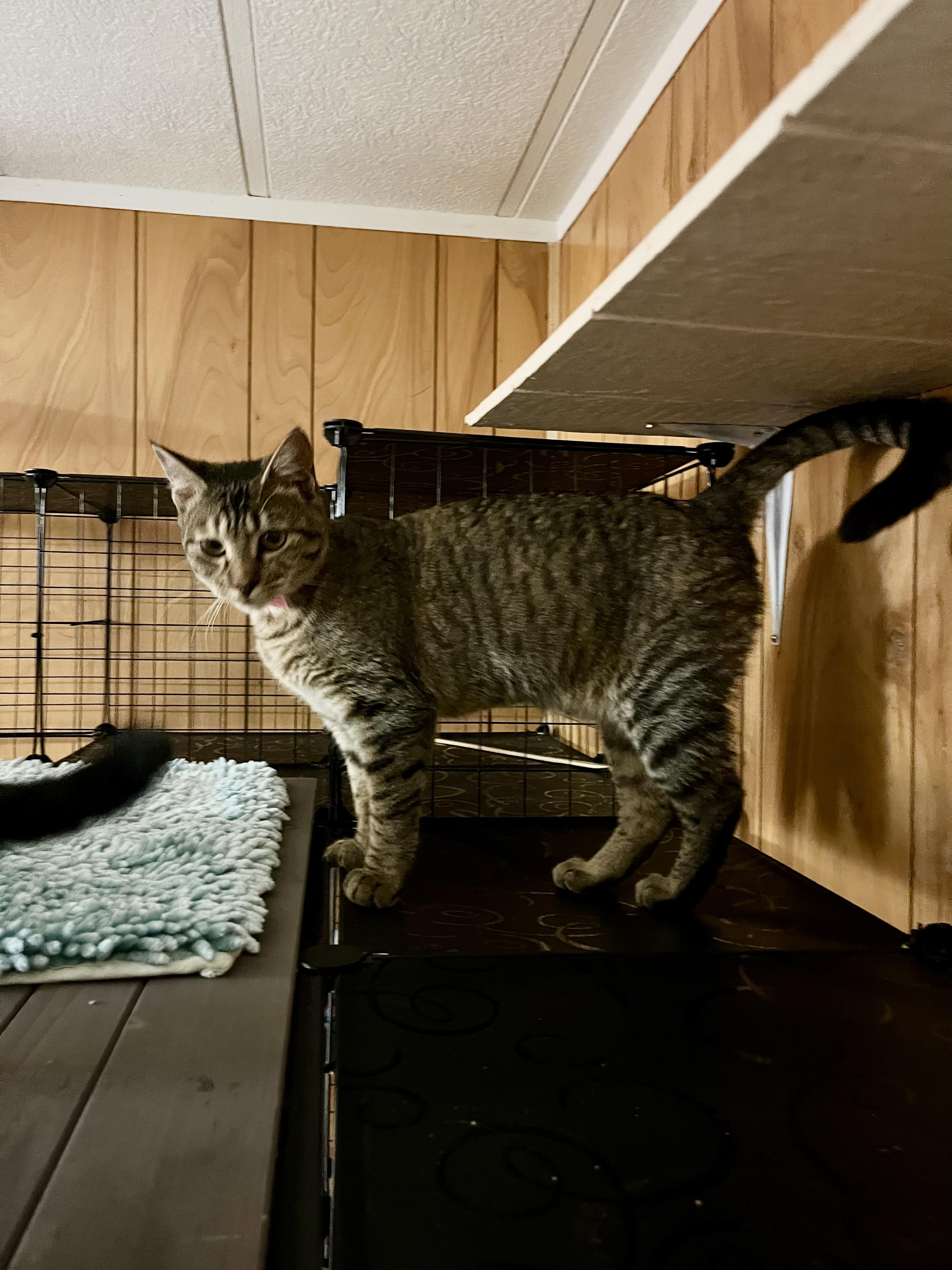 Enlarge Petudy, an adopted Domestic Short Hair in Eugene, OR image 1/6