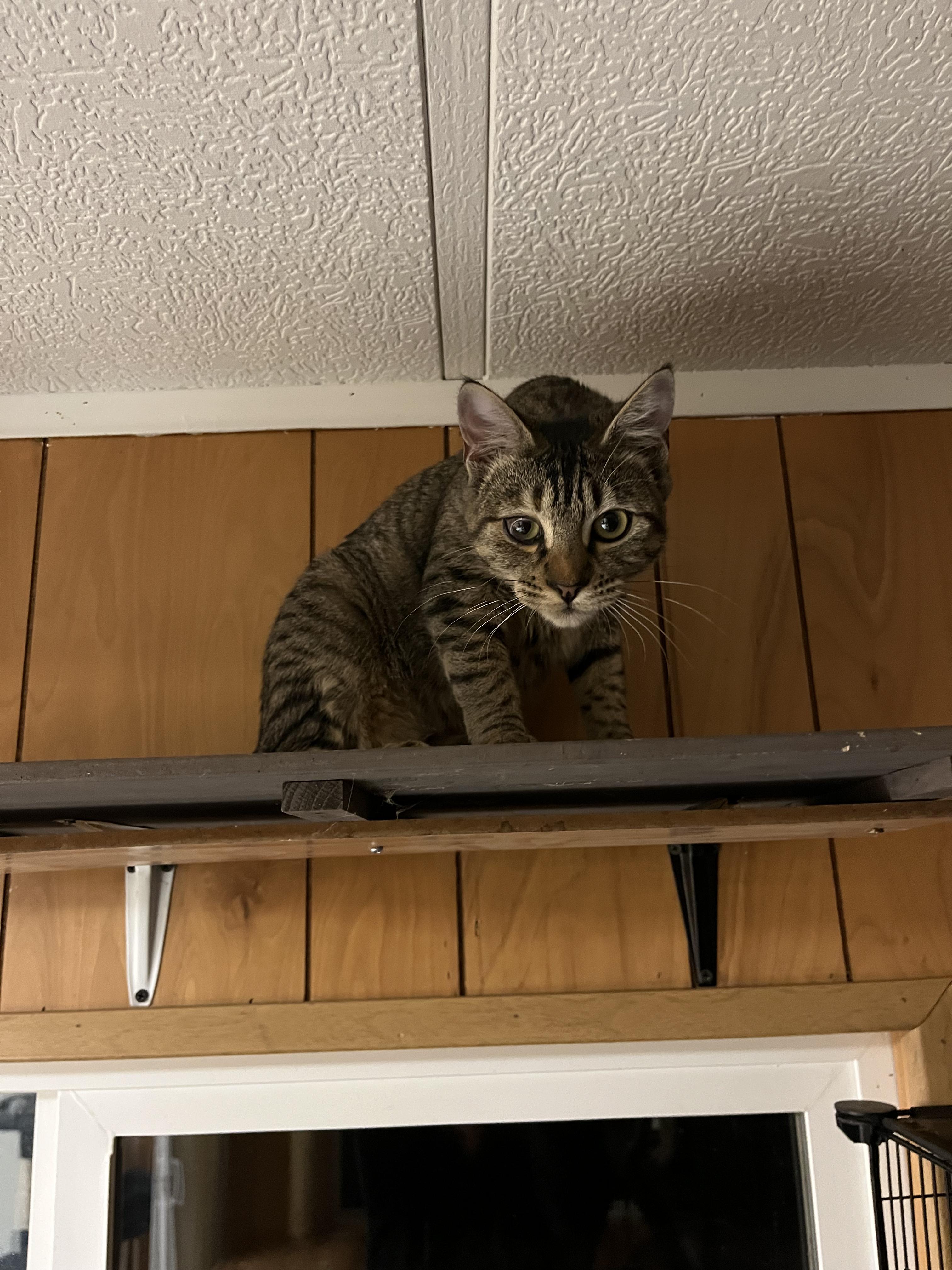 Enlarge Petudy, an adopted Domestic Short Hair in Eugene, OR image 5/6