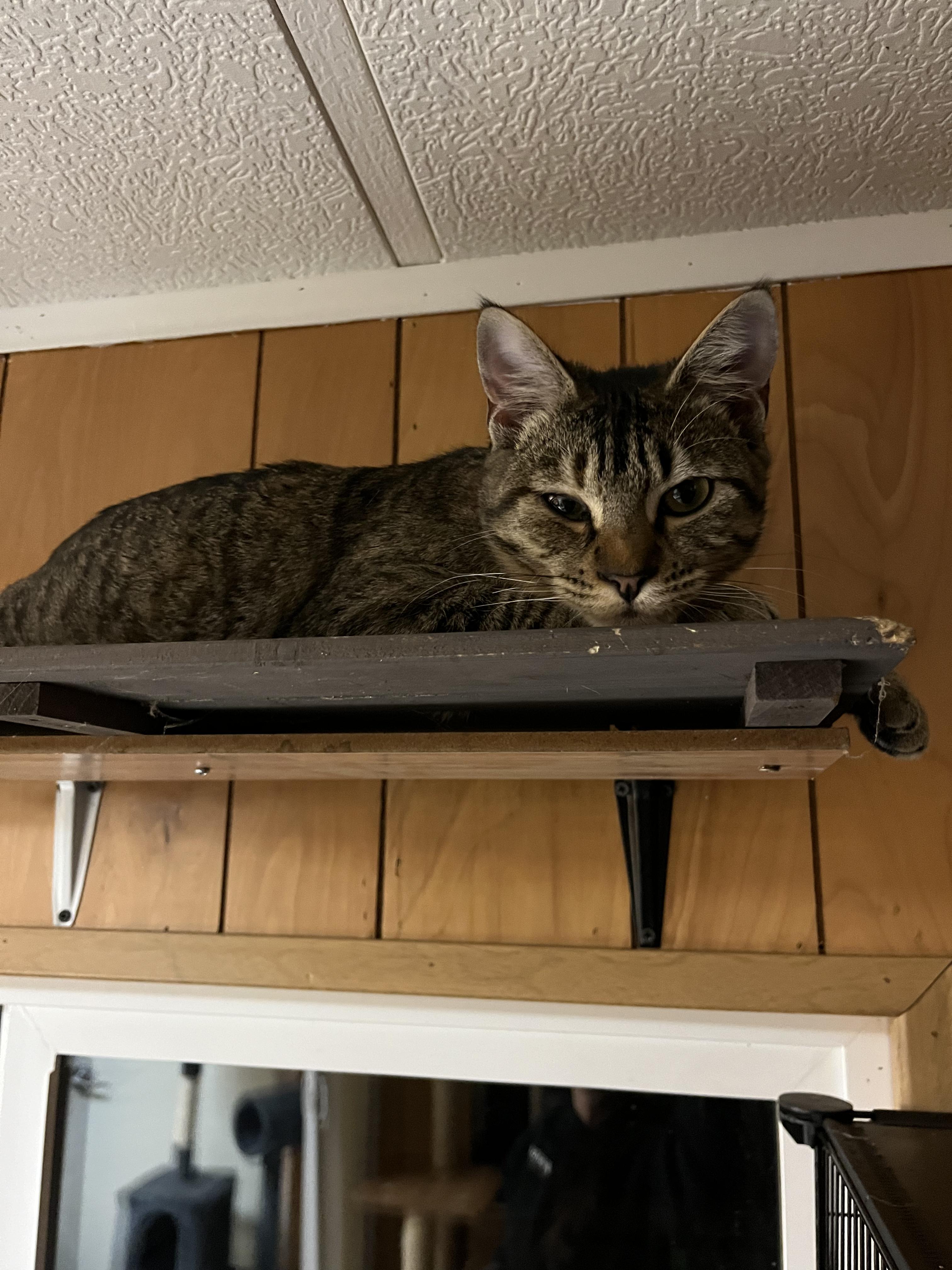 Enlarge Petudy, an adopted Domestic Short Hair in Eugene, OR image 2/6