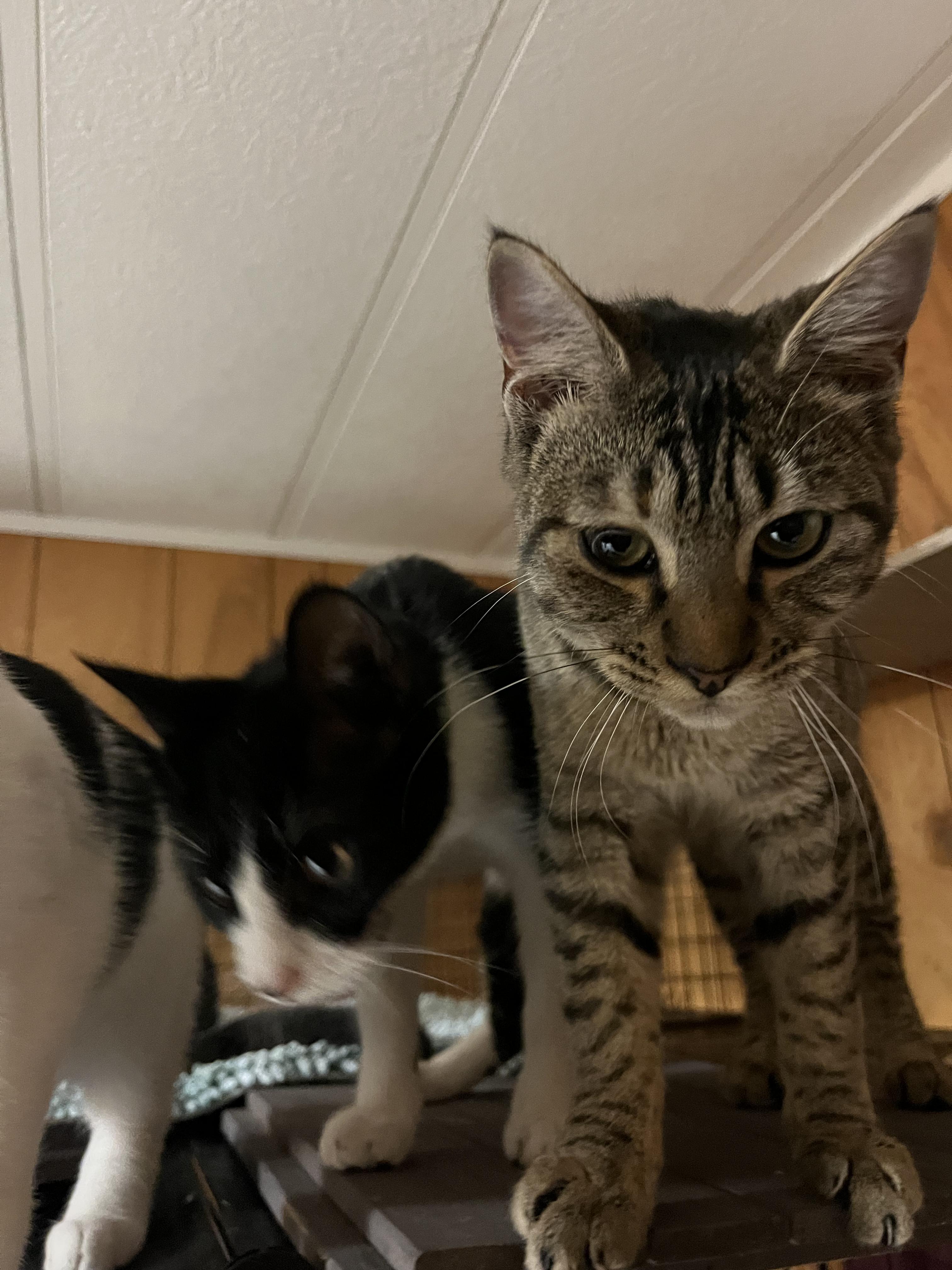 Enlarge Petudy, an adopted Domestic Short Hair in Eugene, OR image 3/6