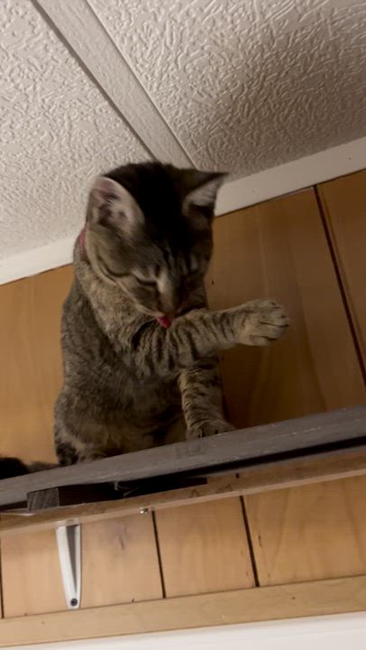 Enlarge Petudy, an adopted Domestic Short Hair in Eugene, OR video 6/6