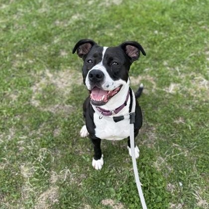 Baby Girl Luna, Adoptable, Adult Female Pit Bull Terrier.