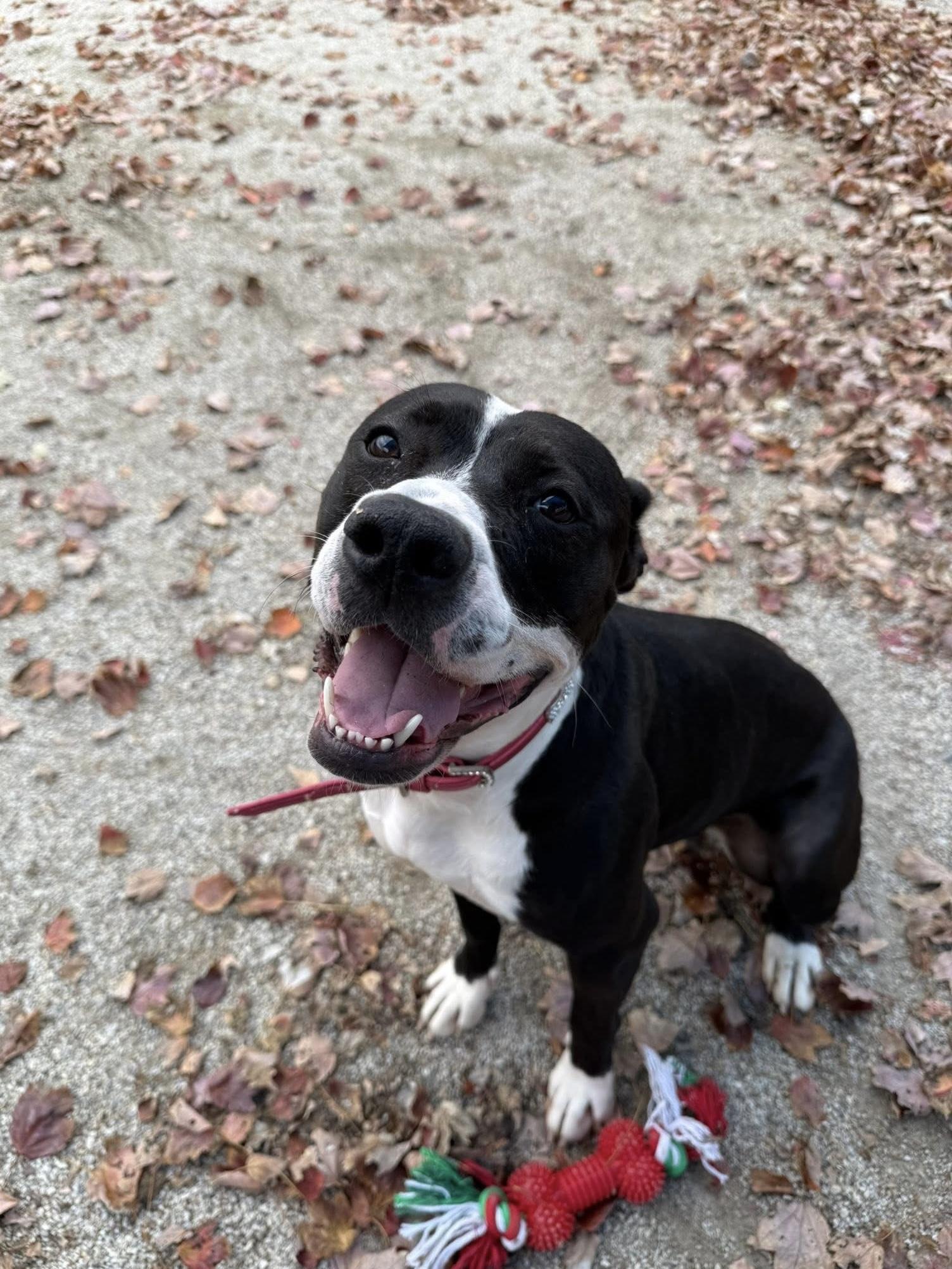 Baby Girl Luna, Adoptable, Adult Female Pit Bull Terrier.