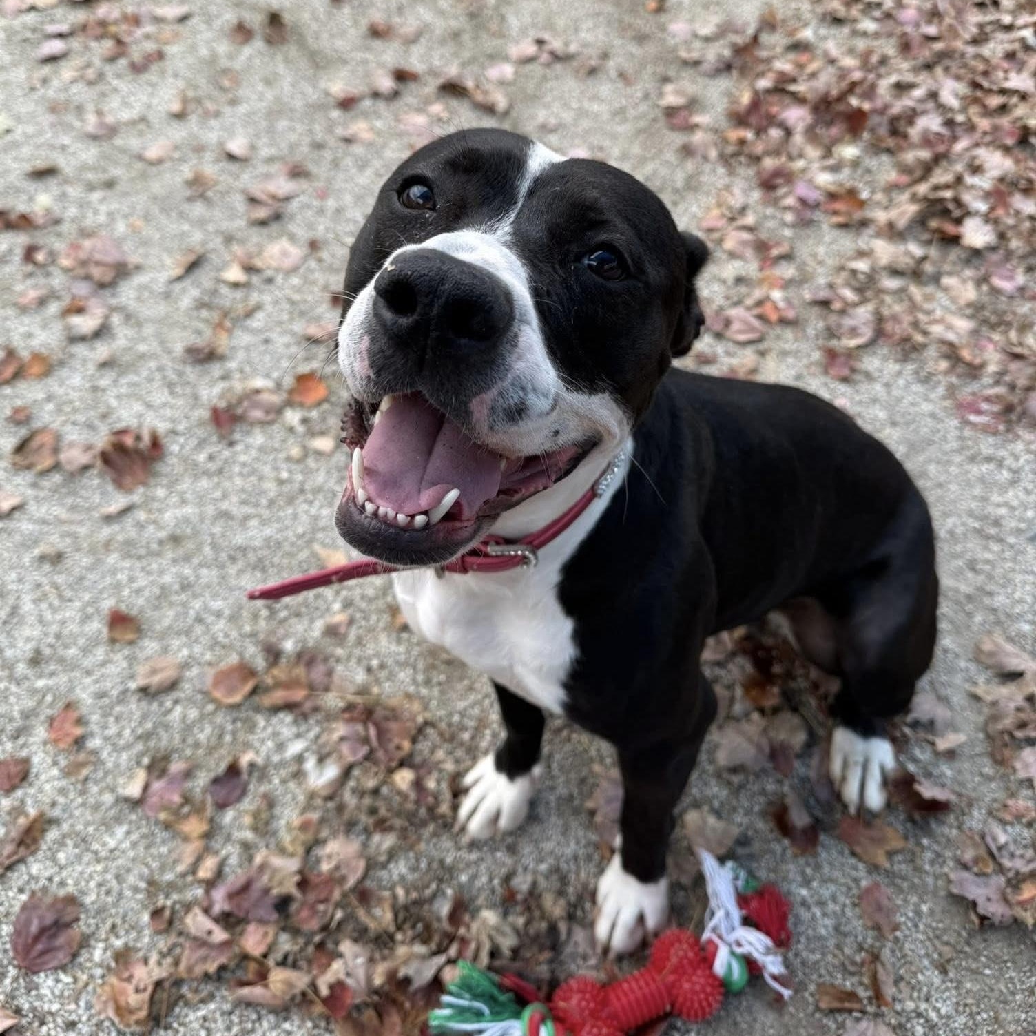 Baby Girl Luna, a Adoptable mixed breed in Philadelphia, PA image 2/4
