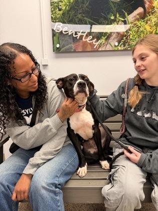 Enlarge Baby Girl Luna, a Adoptable mixed breed in Philadelphia, PA image 3/5