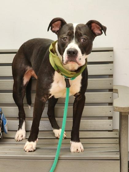Enlarge Baby Girl Luna, a Adoptable mixed breed in Philadelphia, PA image 4/5