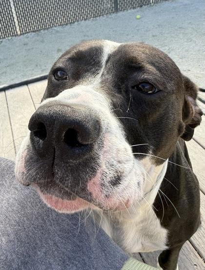 Enlarge Baby Girl Luna, a Adoptable mixed breed in Philadelphia, PA image 5/5