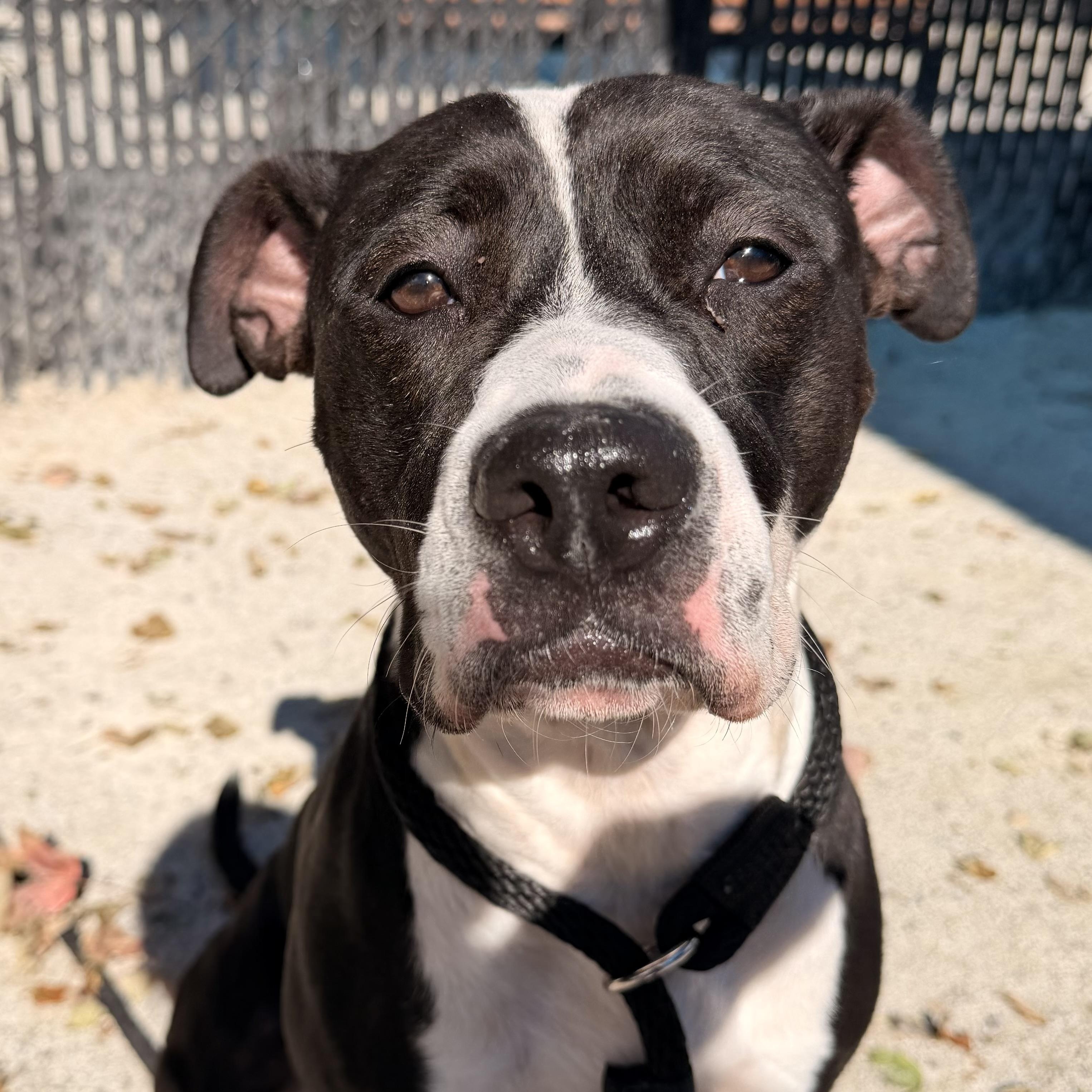 Enlarge Baby Girl Luna, a Adoptable mixed breed in Philadelphia, PA image 2/5