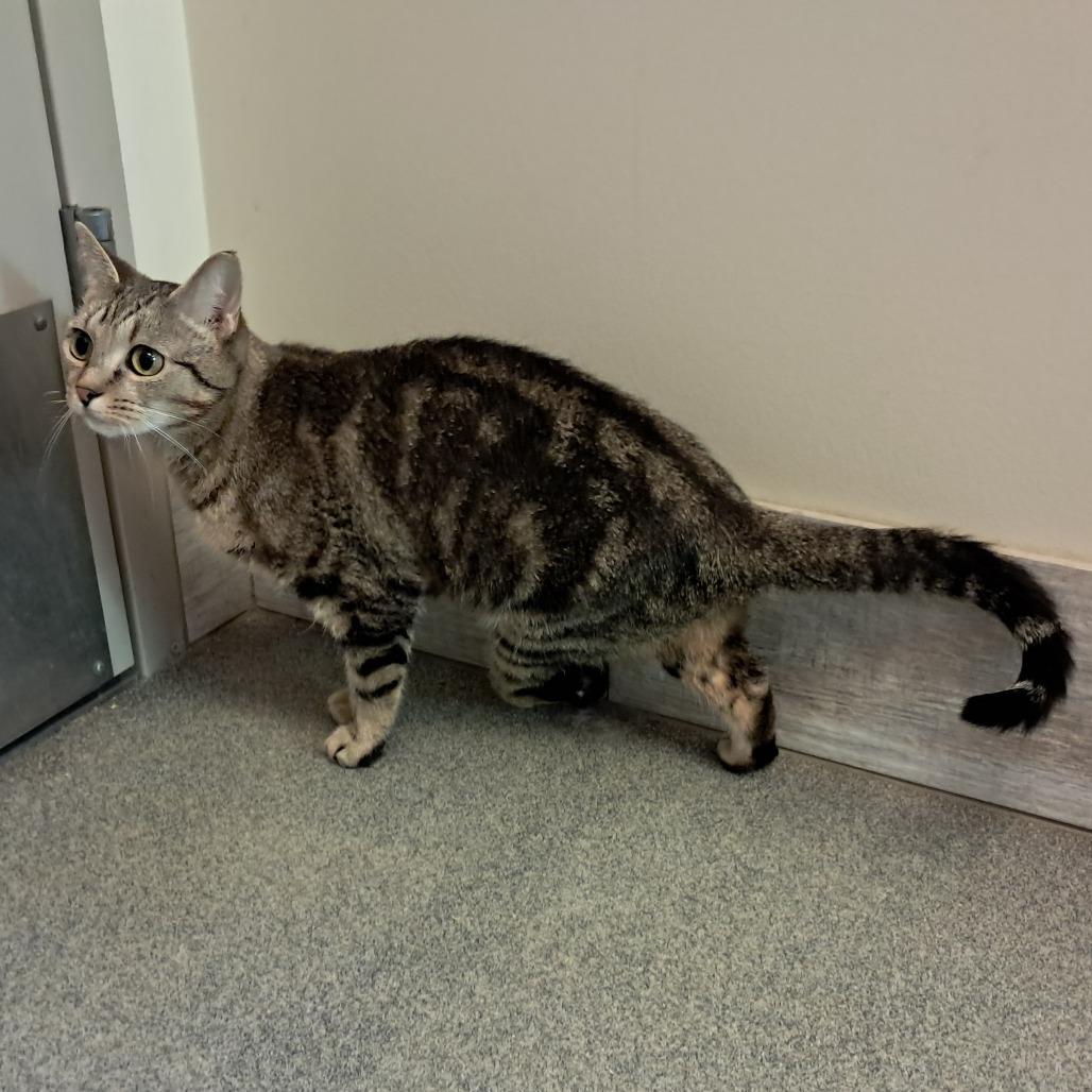 Teagan, Adoptable, Adult Female Domestic Short Hair.