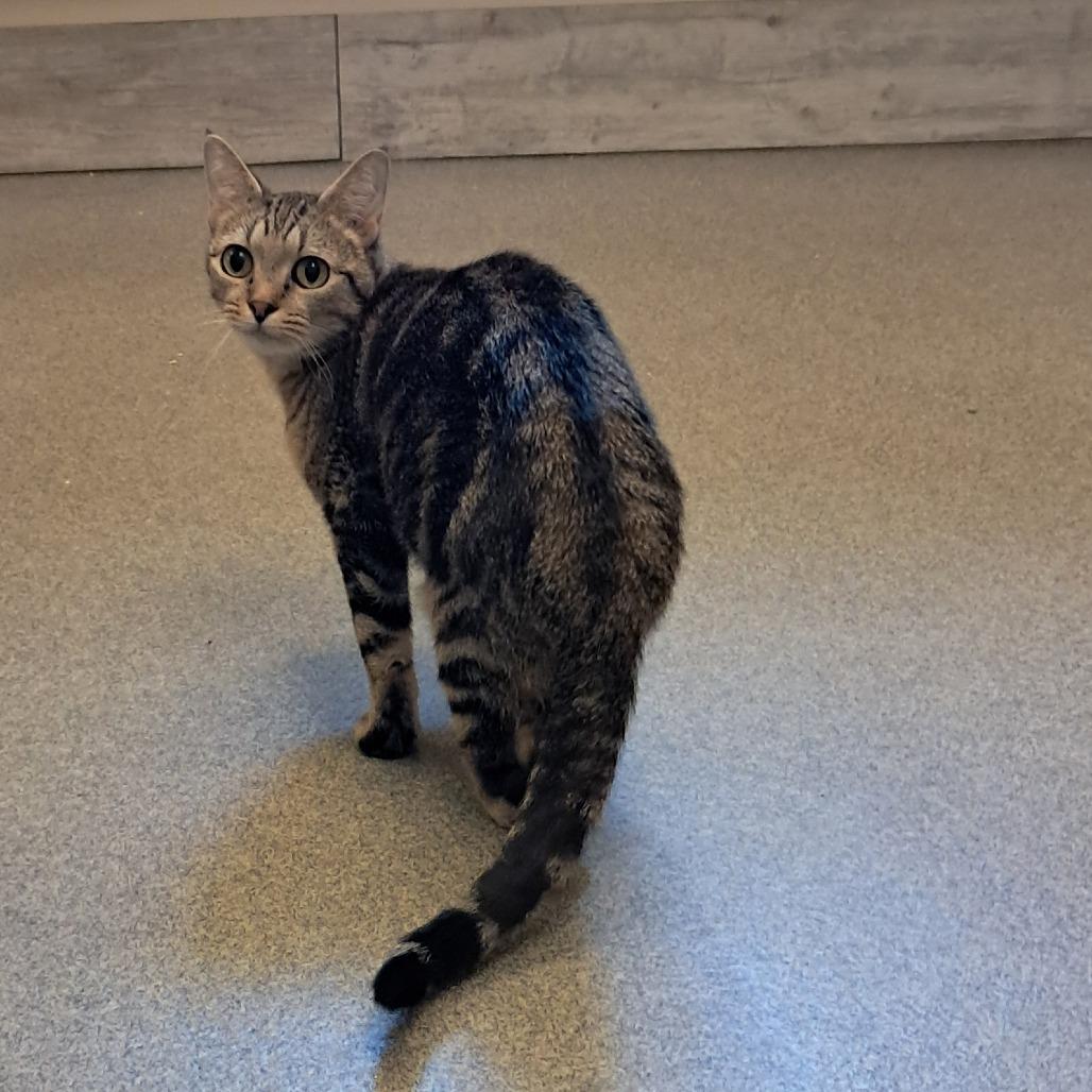 Teagan, a Adoptable Domestic Short Hair in Concord, NH image 2/4