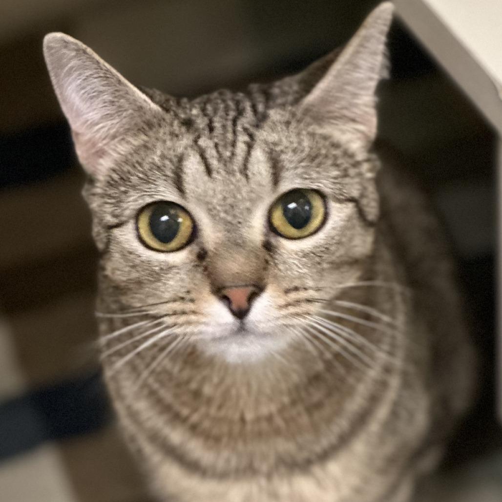 Teagan, a Adoptable Domestic Short Hair in Concord, NH image 3/4