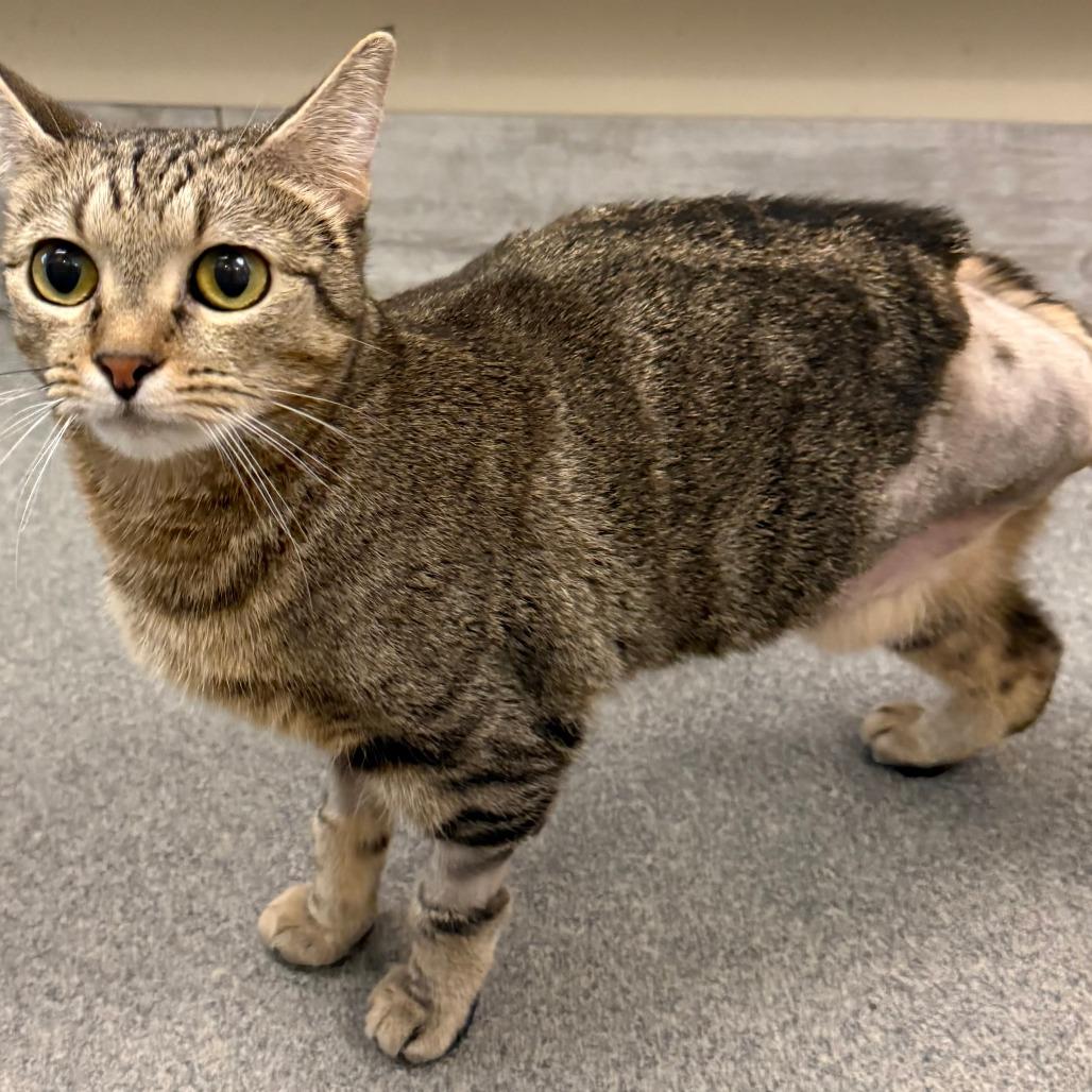 Teagan, a Adoptable Domestic Short Hair in Concord, NH image 4/4