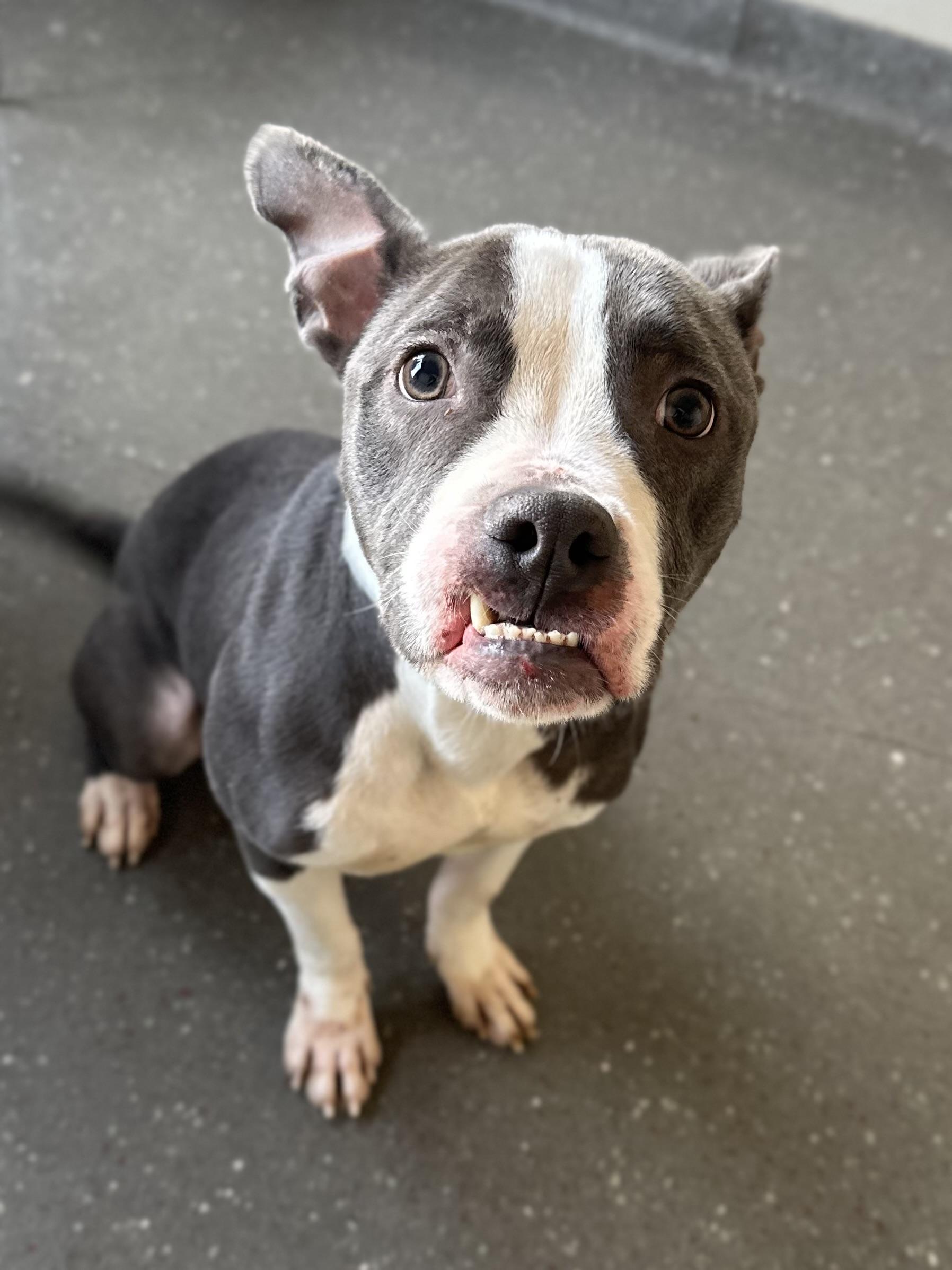 Scooter, Adoptable, Young Male Bulldog.