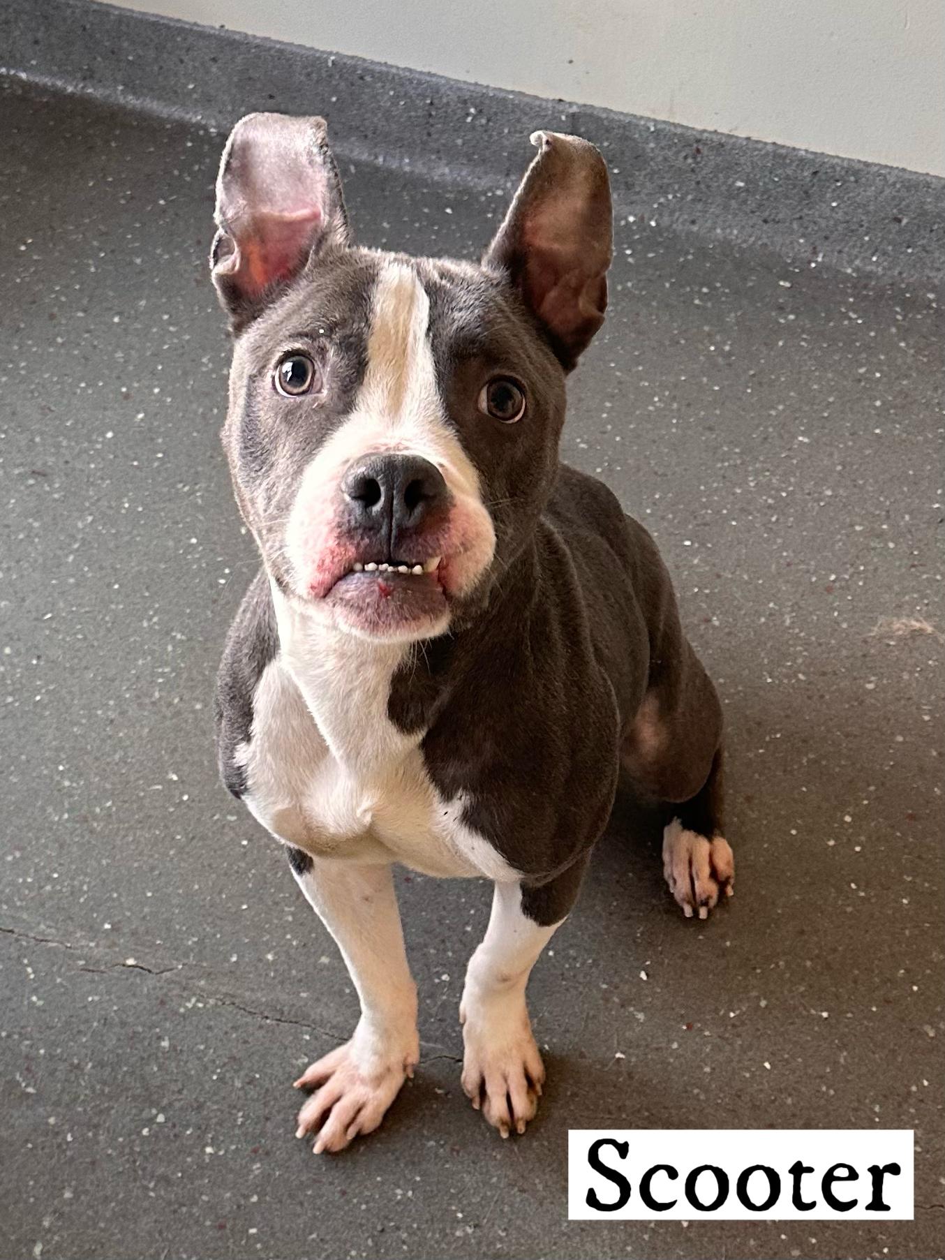 Enlarge Scooter, a Adoptable Bulldog in Valparaiso, IN image 3/5