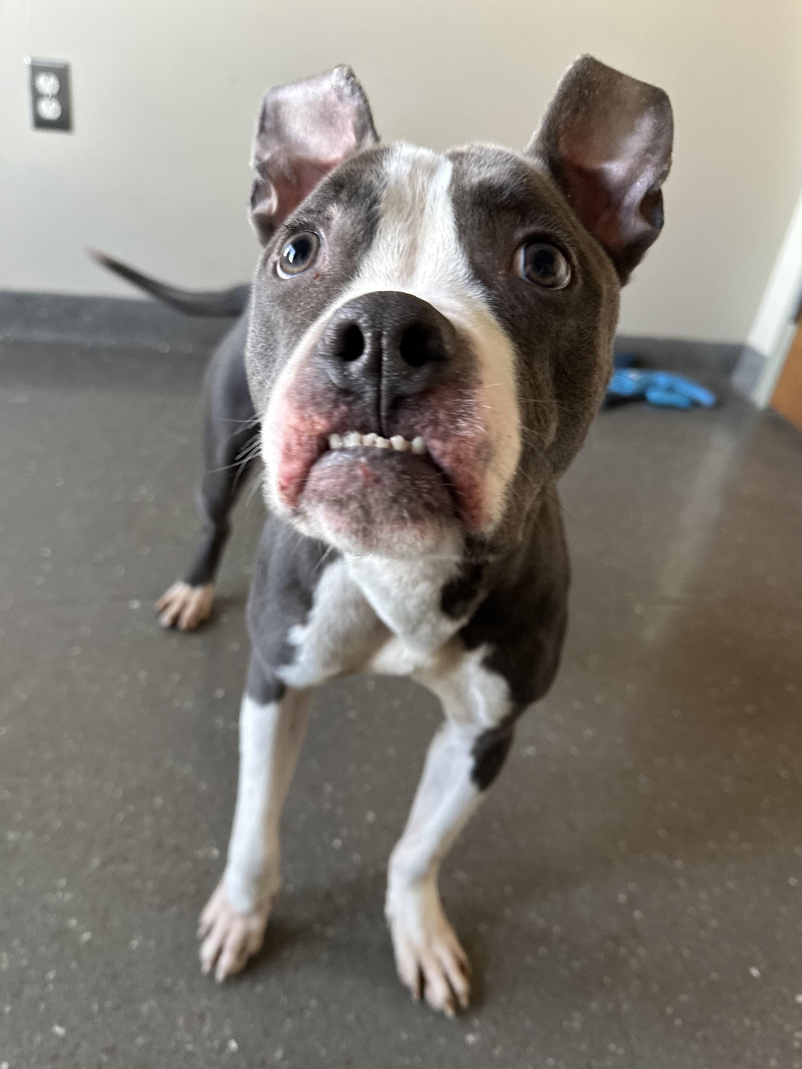 Enlarge Scooter, a Adoptable Bulldog in Valparaiso, IN image 4/5