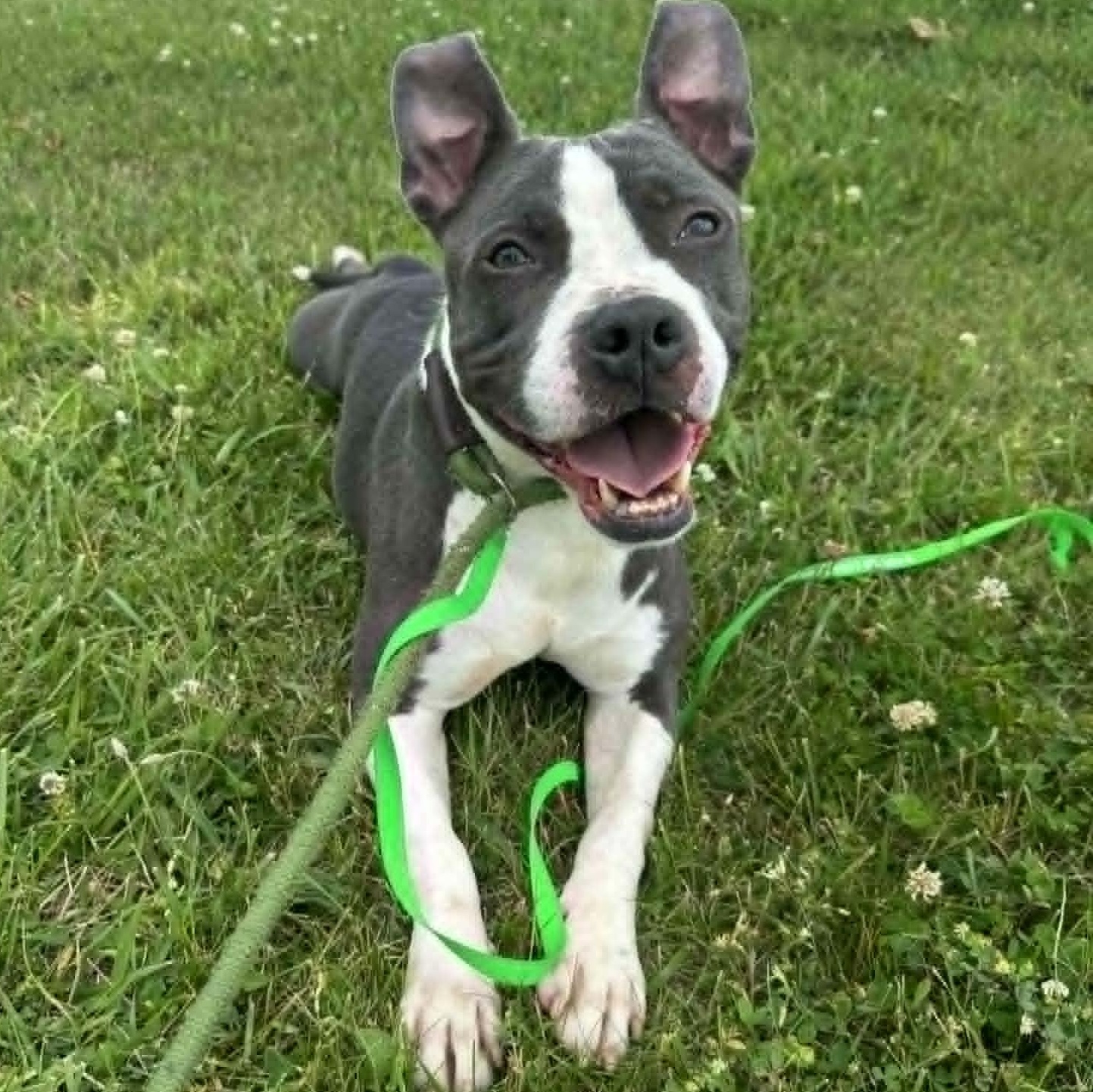 Scooter, a Adoptable Bulldog in Valparaiso, IN image 2/6