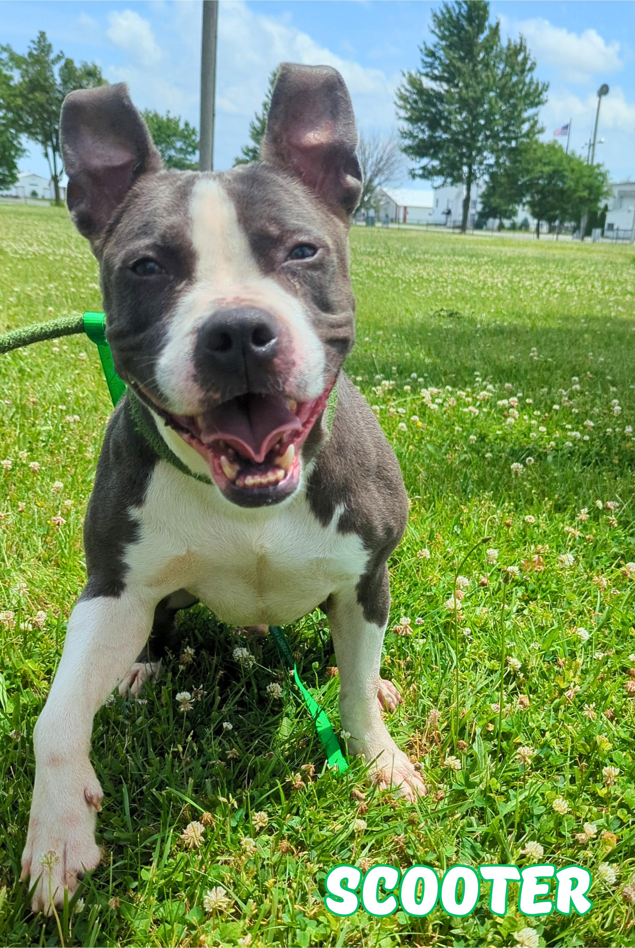 Scooter, Adoptable, Young Male Bulldog.