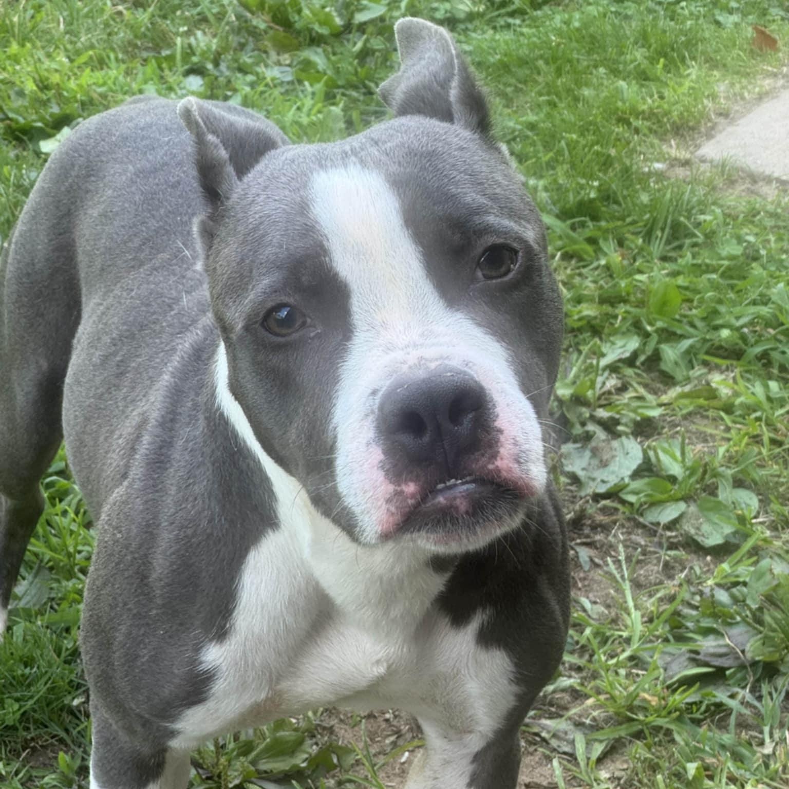 Enlarge Scooter, a Adoptable Bulldog in Valparaiso, IN image 2/5