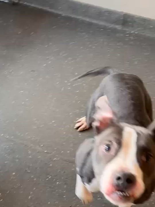 Enlarge Scooter, a Adoptable Bulldog in Valparaiso, IN video 5/5