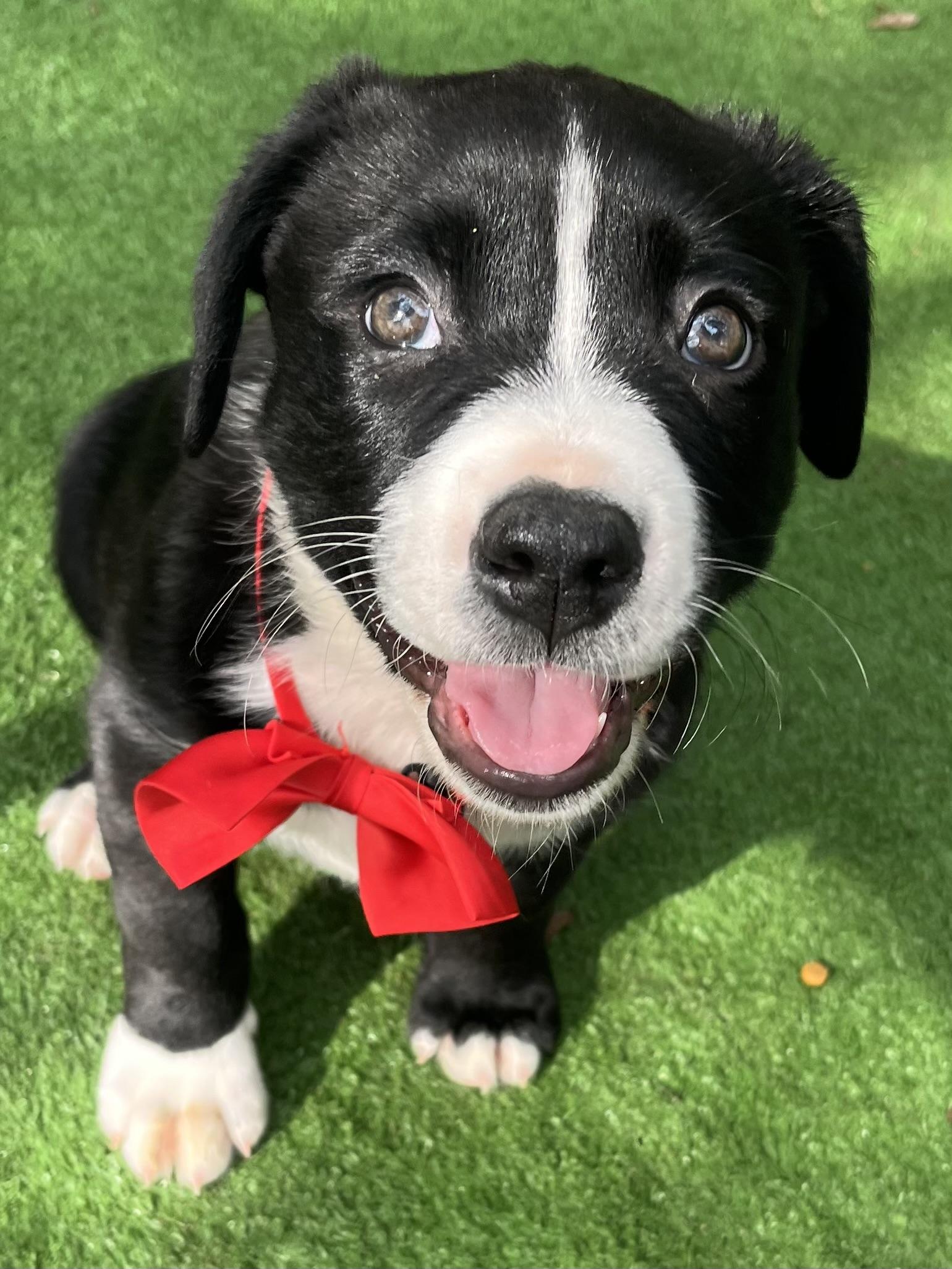 Oreo, Adoptable, Puppy Male Australian Shepherd & Mixed Breed.