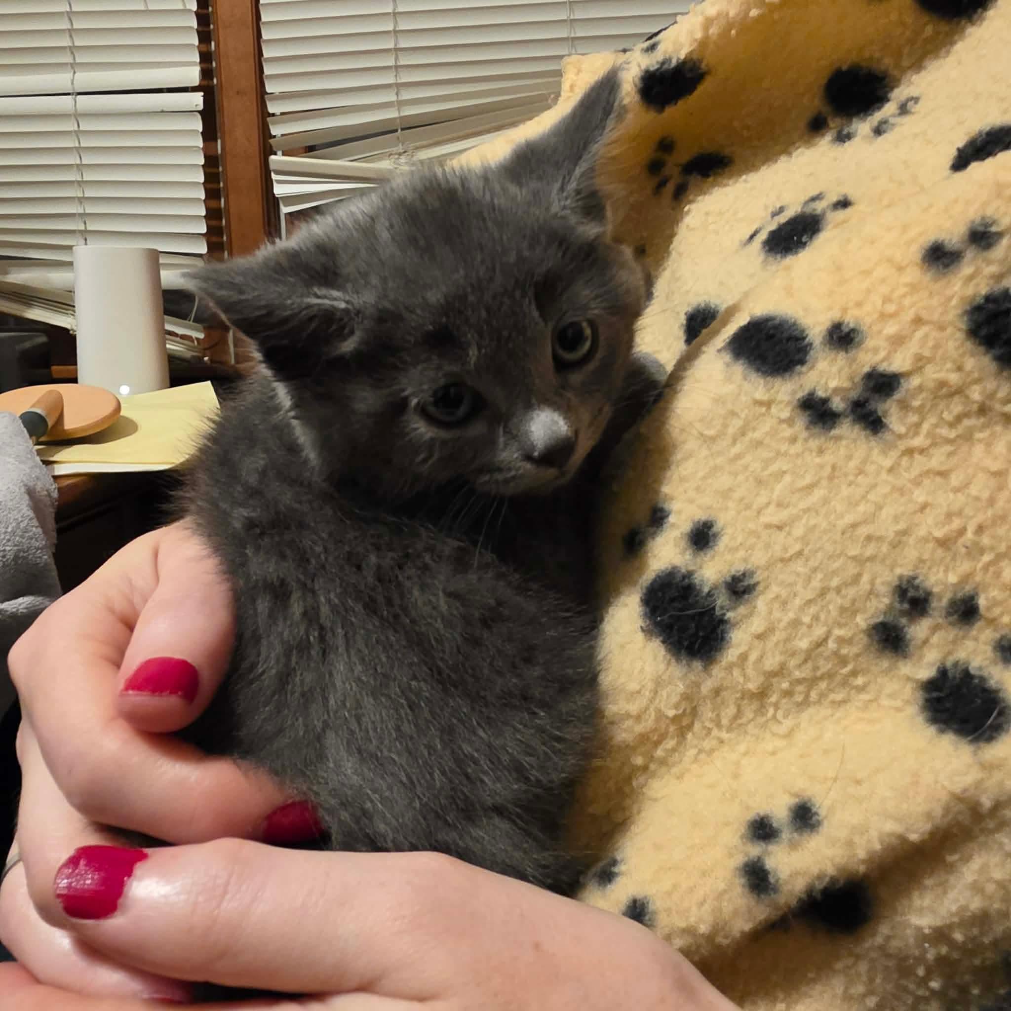 Enlarge Niko, a Adoptable mixed breed in Chicago, IL image 3/6