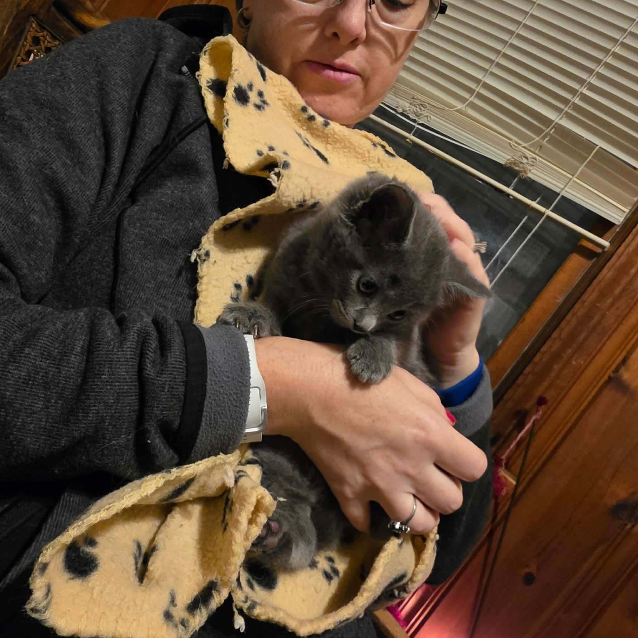 Enlarge Niko, a Adoptable mixed breed in Chicago, IL image 4/6