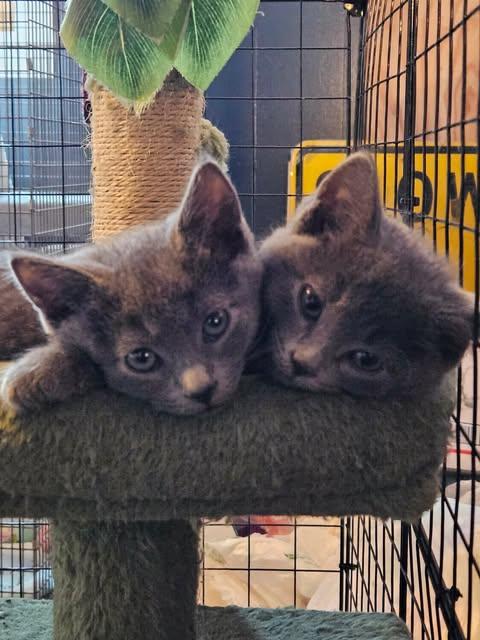 Niko, Adoptable, Kitten Male Russian Blue.