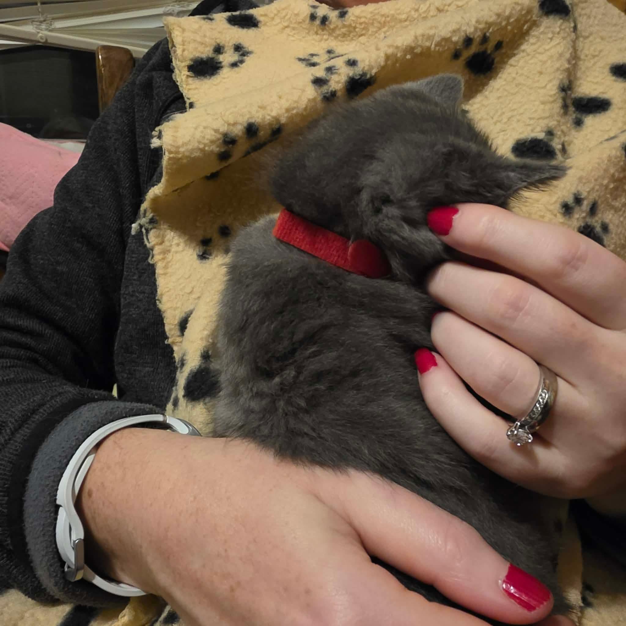 Enlarge Niko, a Adoptable mixed breed in Chicago, IL image 5/6